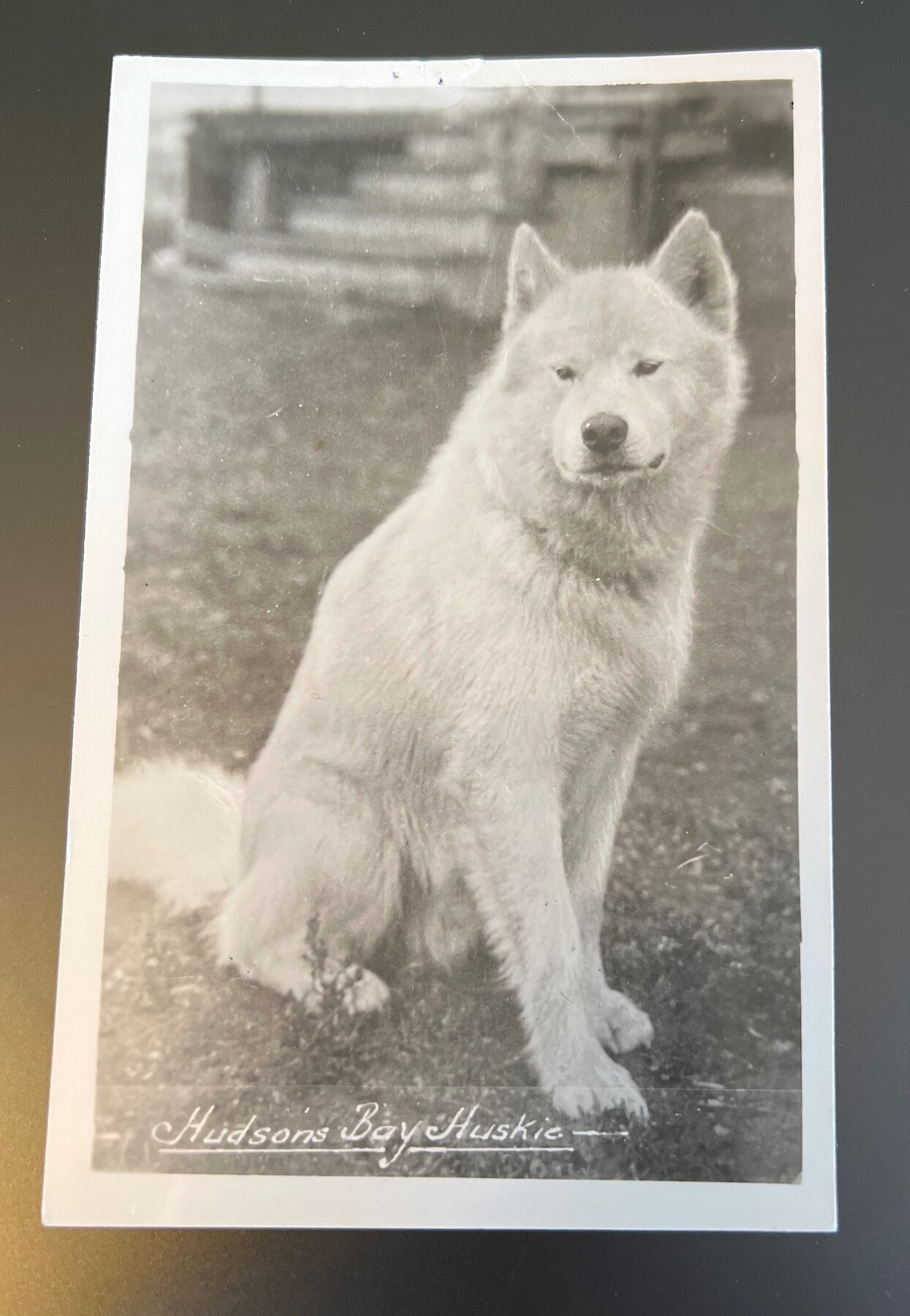 Hudson's Bay Huskie Sled Dog Canada RPPC Postcard 1908