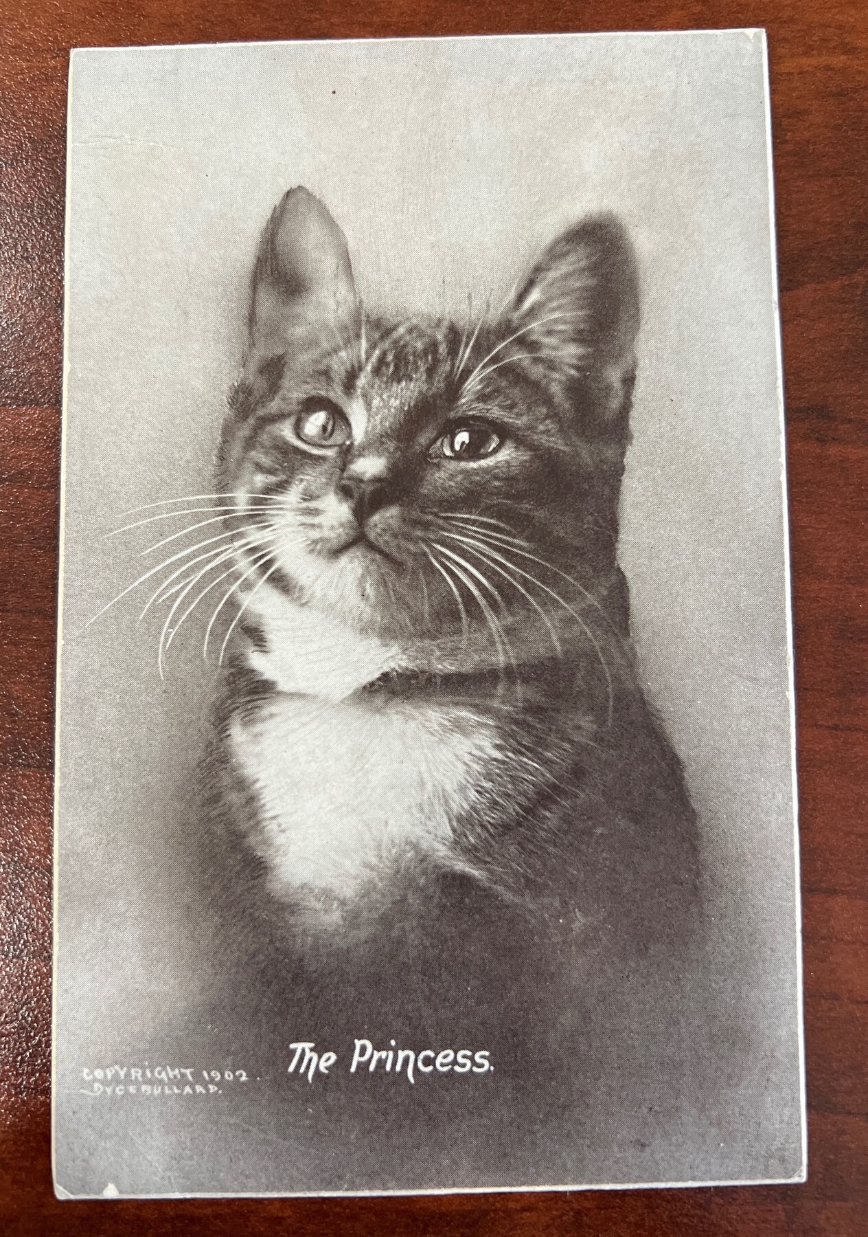 The Princess Cat Portrait Photo Postcard 1902 Dyce Bullard