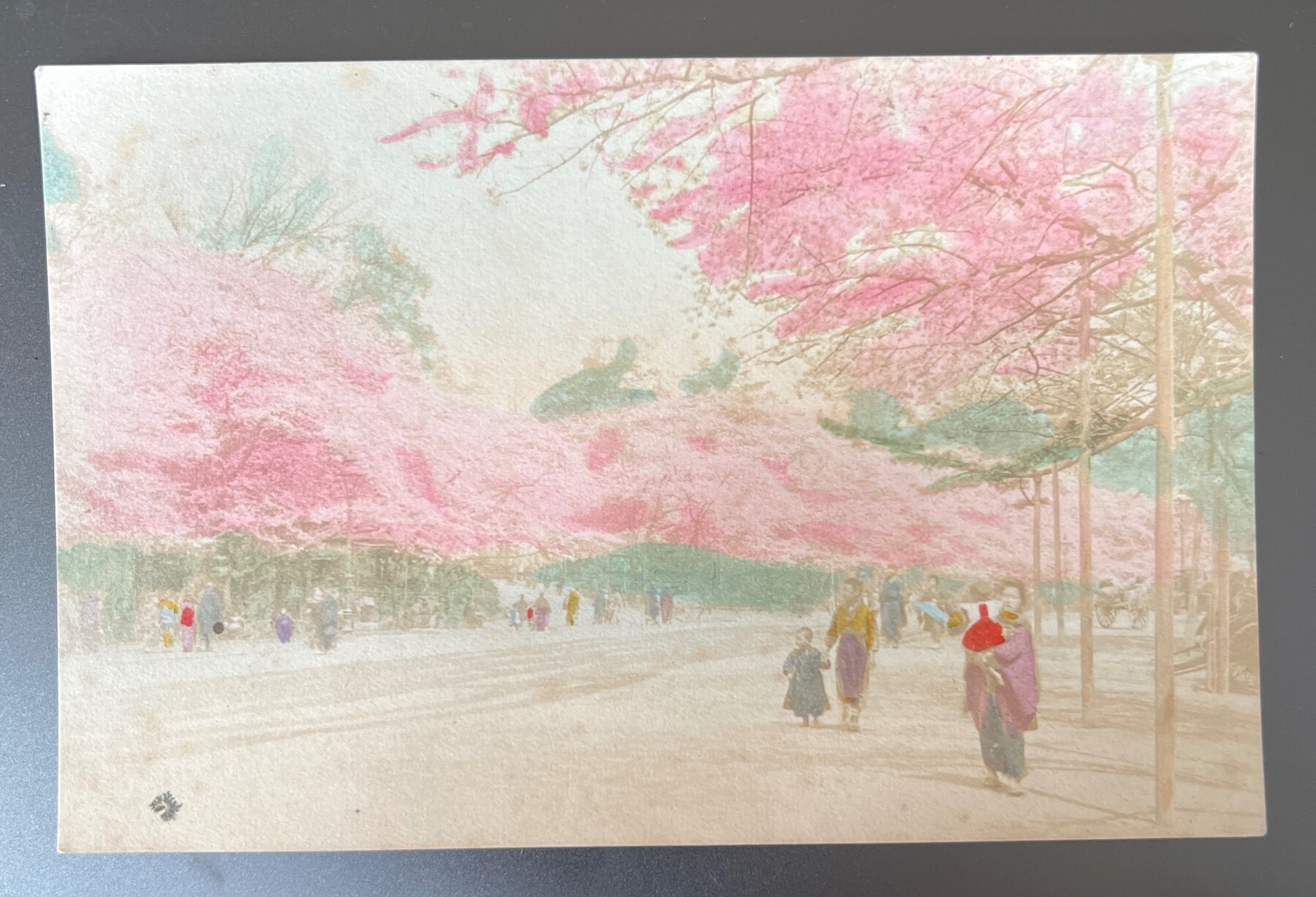 Cherry Blossom Hanami Japan Hand-Colored Photo Postcard 1910