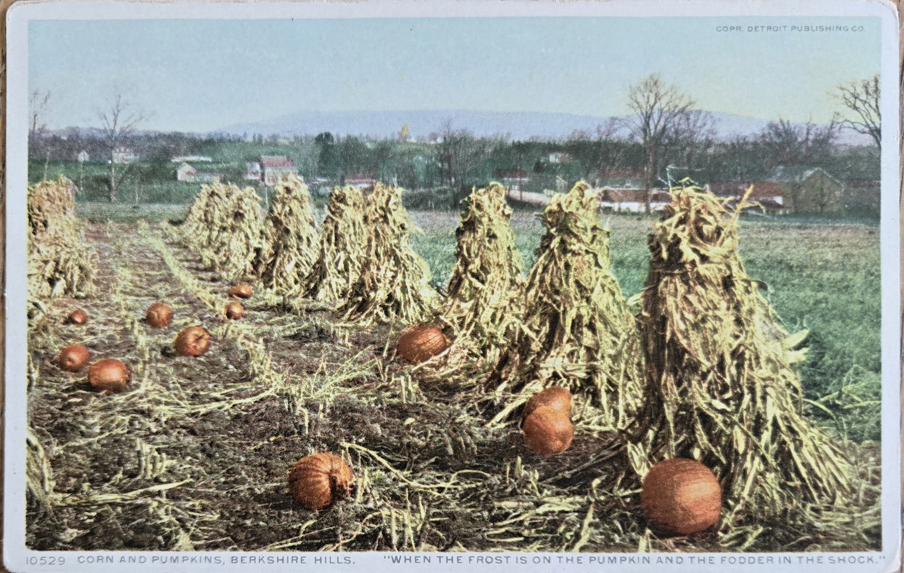 Corn Shocks and Pumpkins Harvest Berkshire Hills Massachusetts Postcard c1910