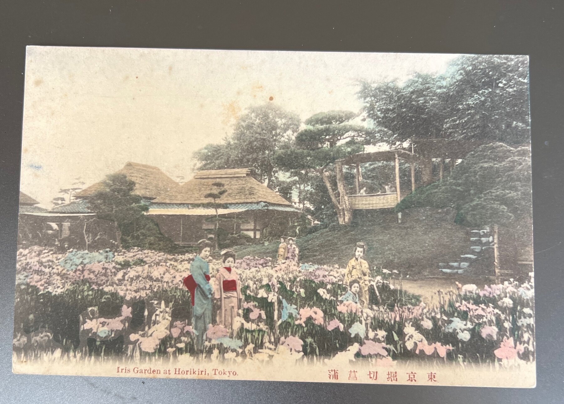 Iris Garden Horikiri Tokyo Japan Hand-Colored Photo Postcard 1910