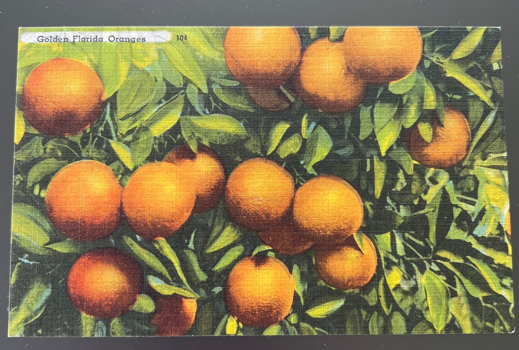 Linen Golden Florida Oranges on Tree Branch Postcard c1940s