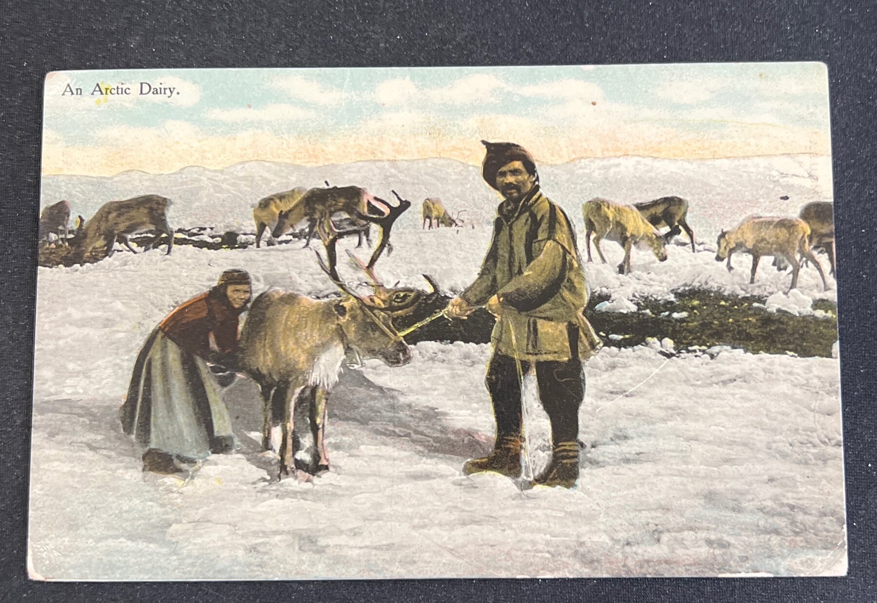Sami Reindeer Milking Arctic Dairy Lapland Norway Postcard 1910
