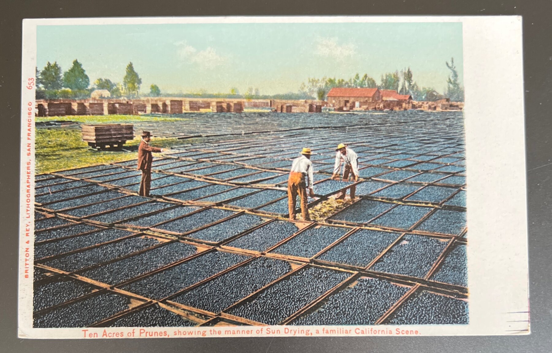 Ten Acres Prunes Sun Drying California Scene Postcard c1902