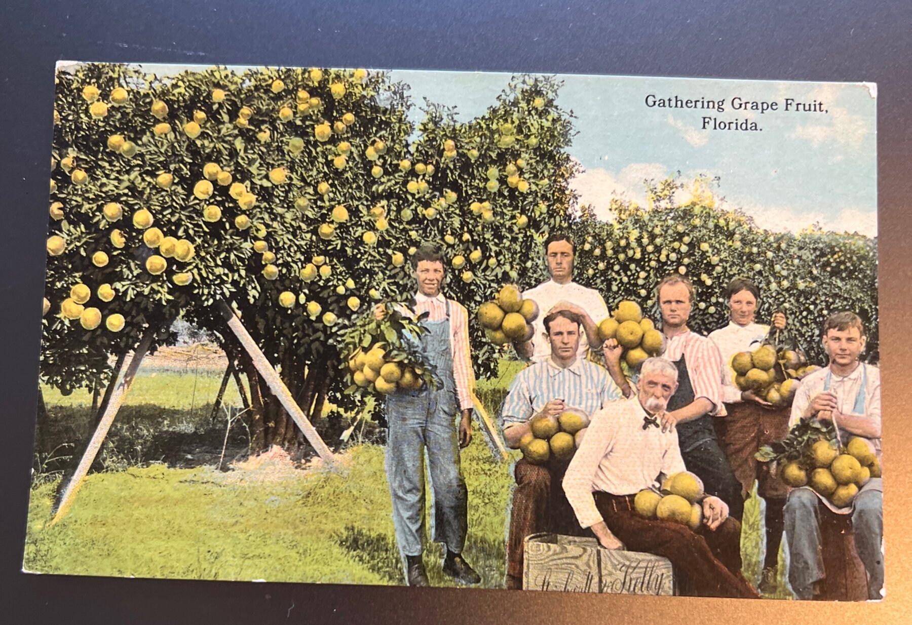 Gathering Grape Fruit Florida Family Harvest Grove Postcard c1910
