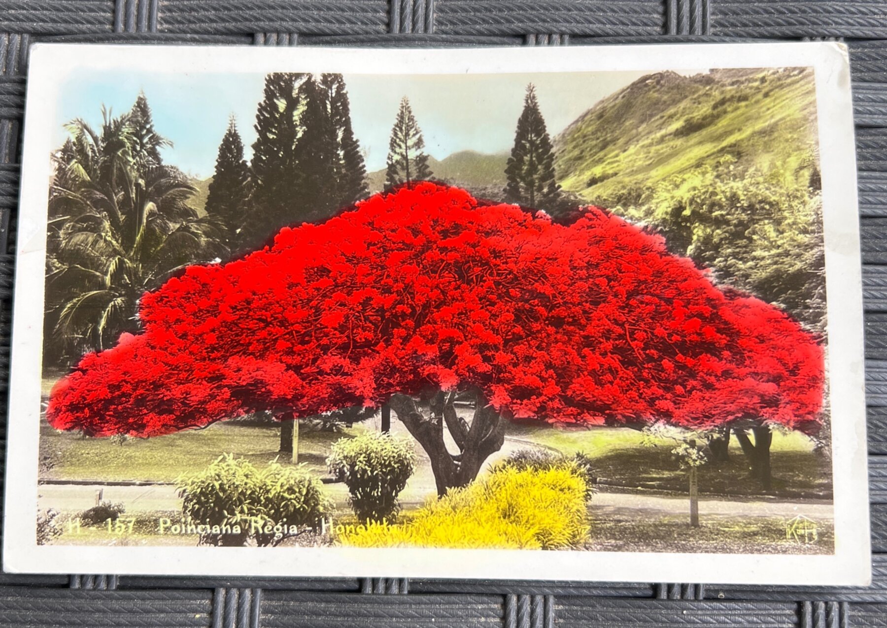 Hand-Colored Poinciana Regia Tree Honolulu Hawaii Postcard c1940