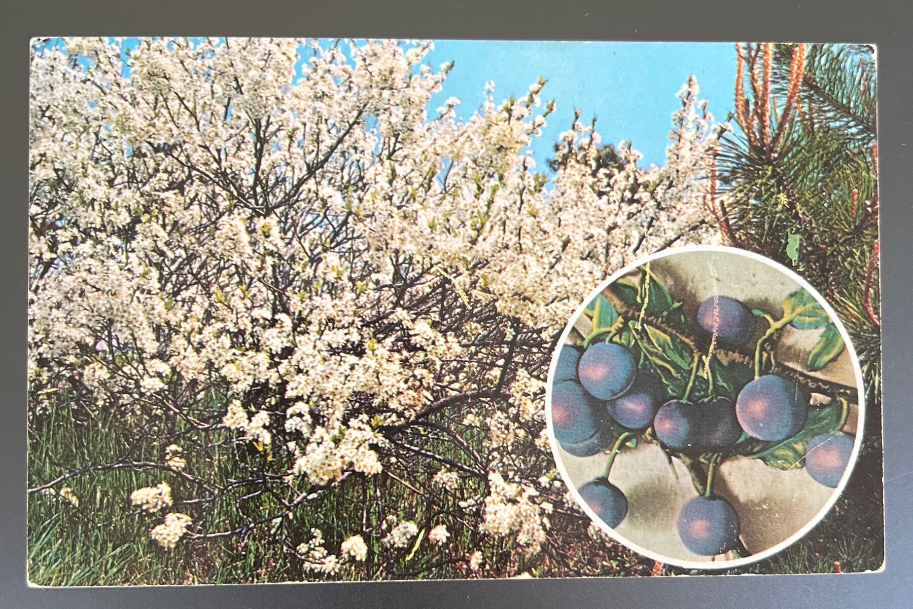 Postcard Chrome Beach Plums in Bloom Cape Cod Massachusetts Curteich 9C-K667
