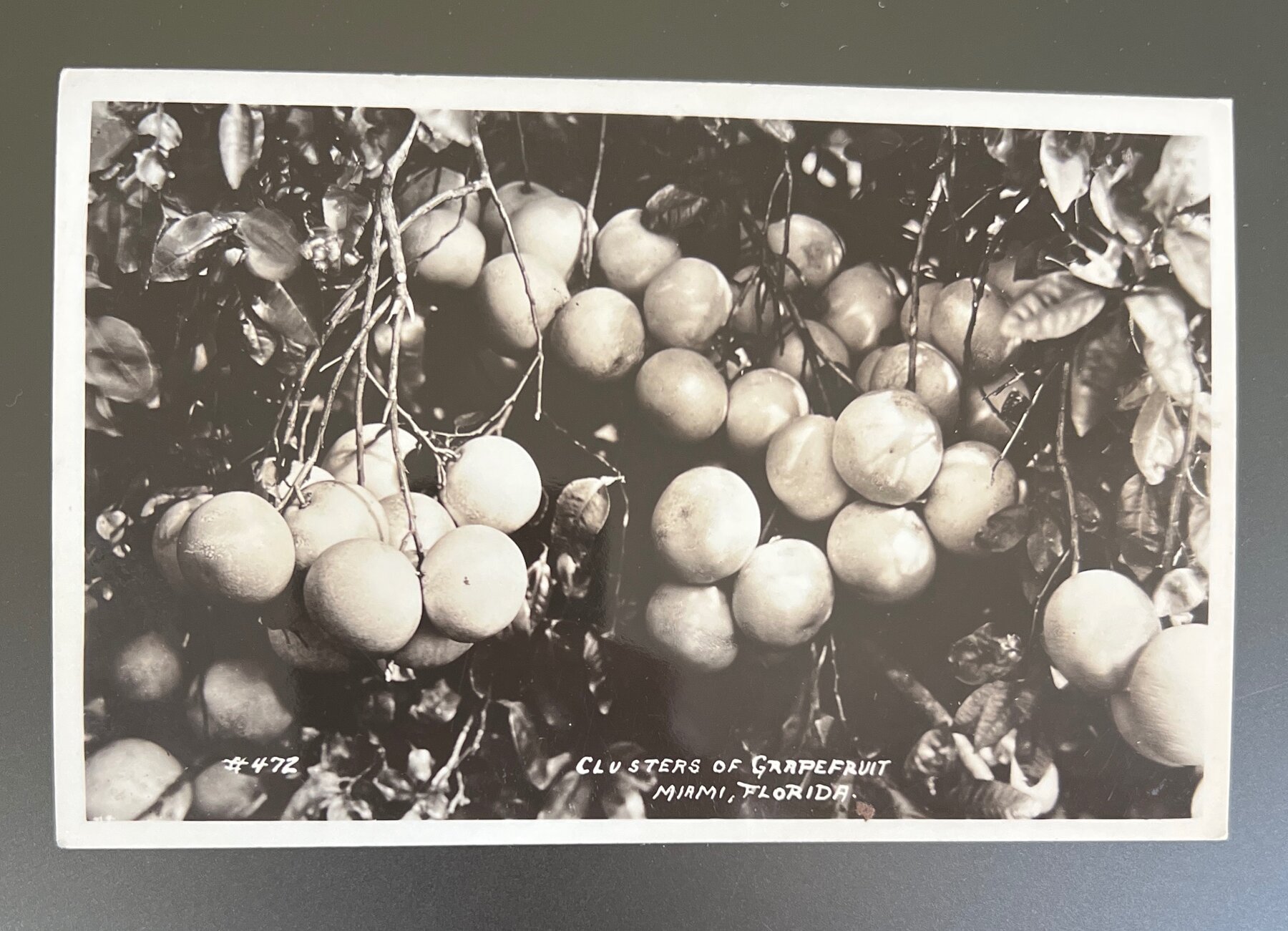 Postcard RPPC c1920 Clusters of Grapefruit Miami Florida Real Photo #472