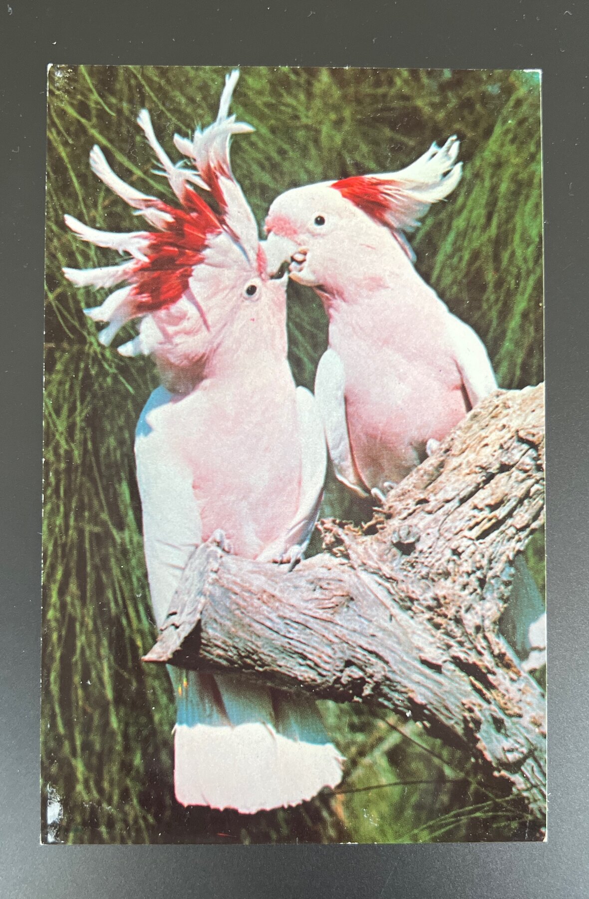 Topsy Pinky Leadbeater Cockatoos Miami Parrot Jungle Florida Chrome Postcard 1960s