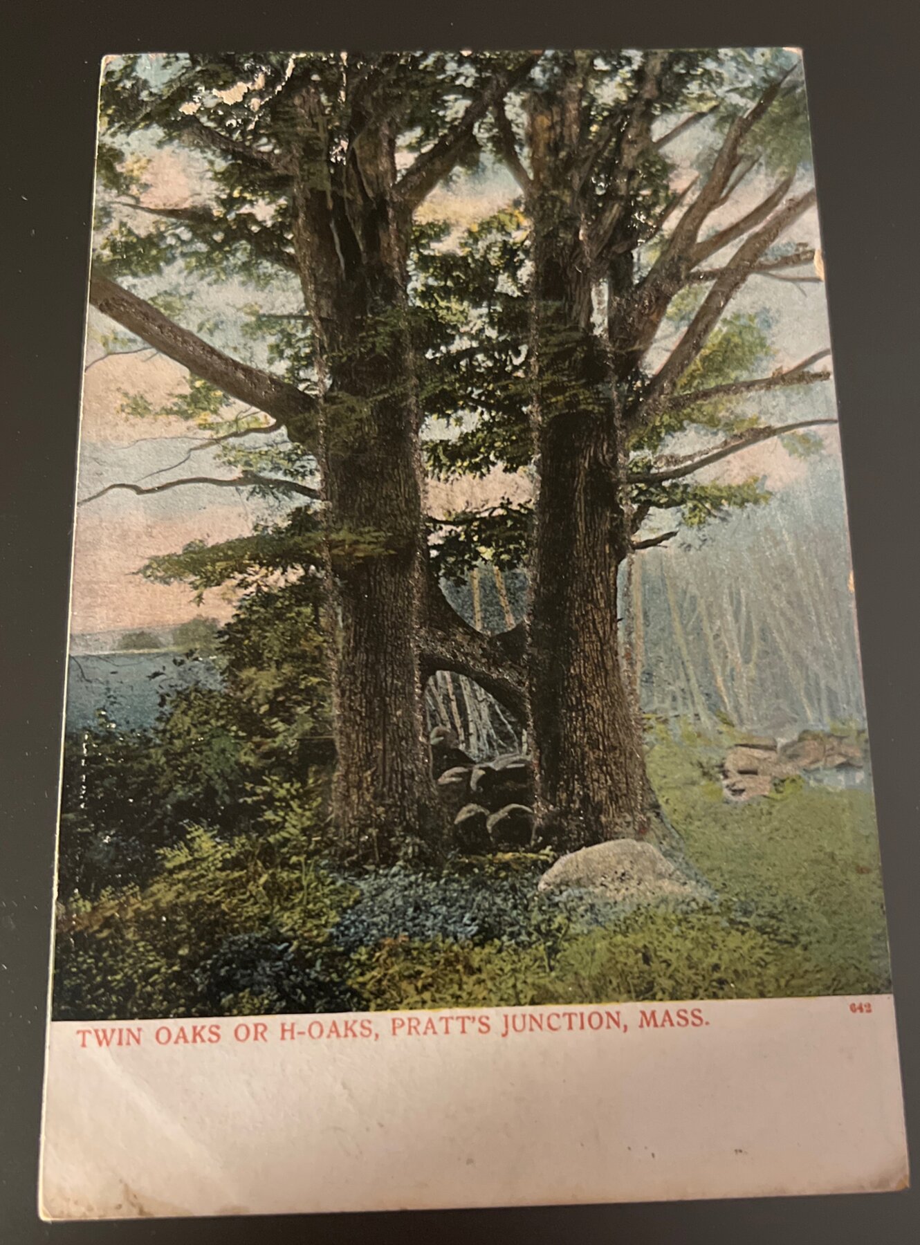 Postcard 1907 Twin Oaks H-Oaks Pratt's Junction MA Pre-Linen Bosselman
