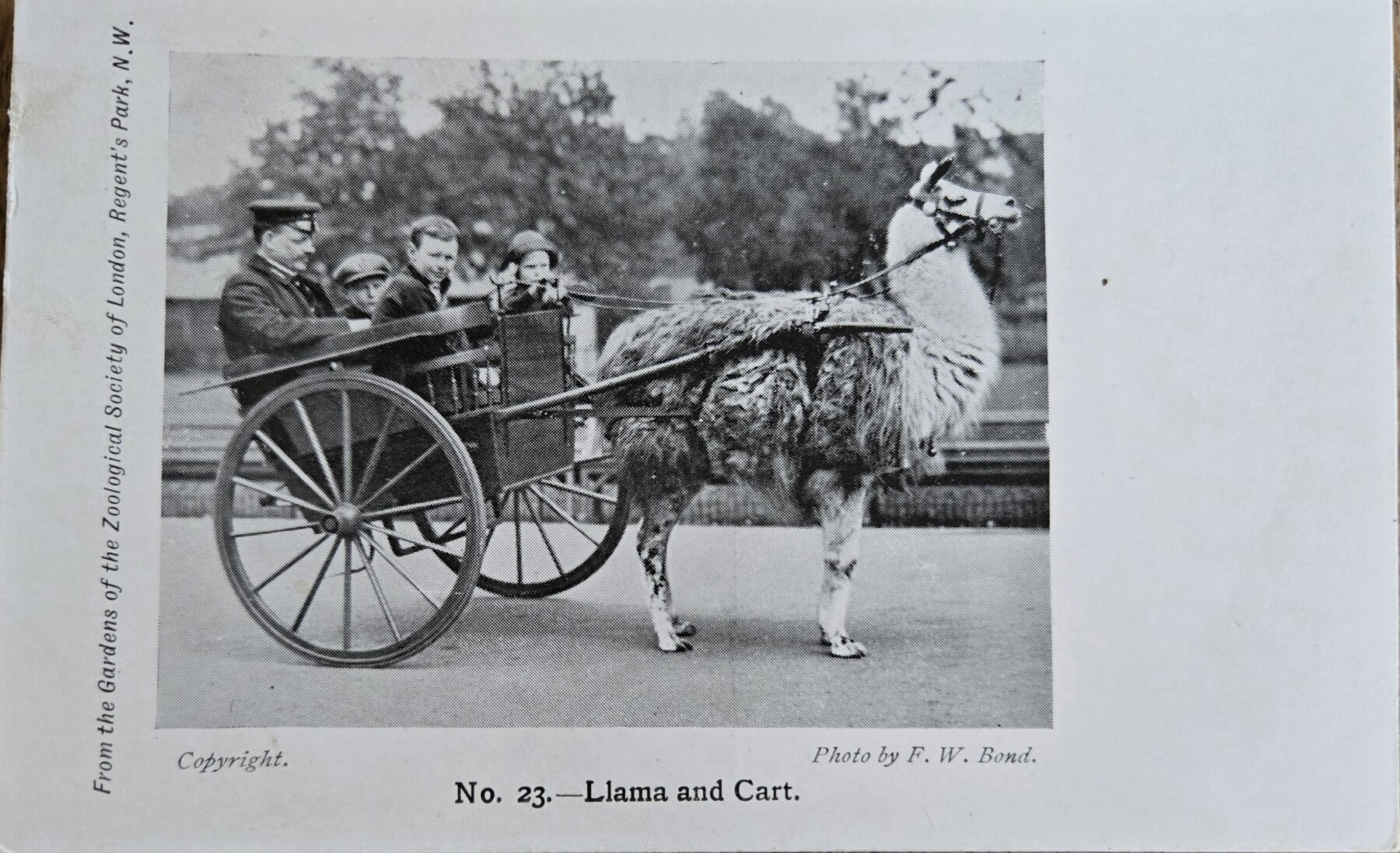 London Zoo Llama and Cart Zoological Society Regents Park Postcard c1905