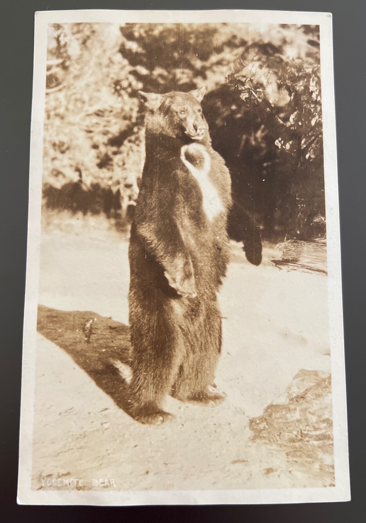 RPPC Yosemite Bear Standing Upright CA National Park Postcard 1910s