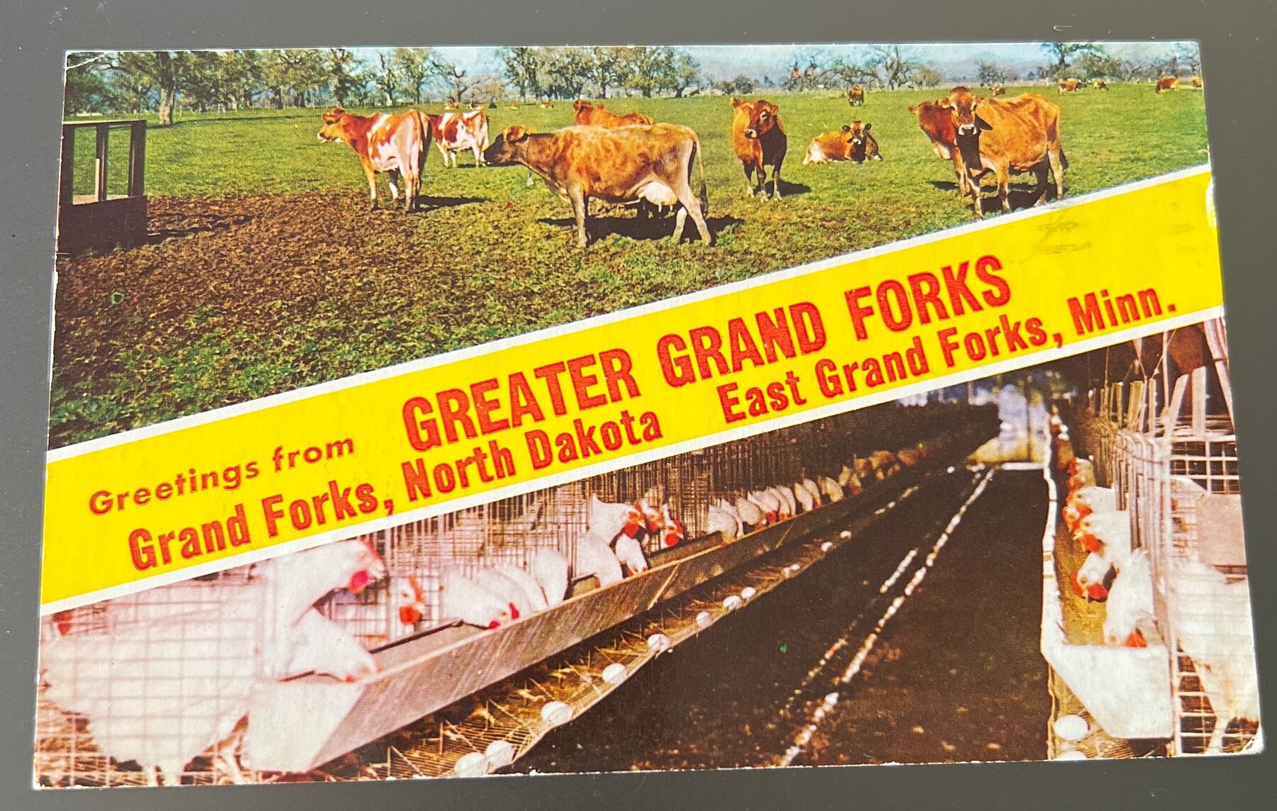 Postcard Chrome 1960 Greater Grand Forks ND MN Dairy Cattle Poultry Farm