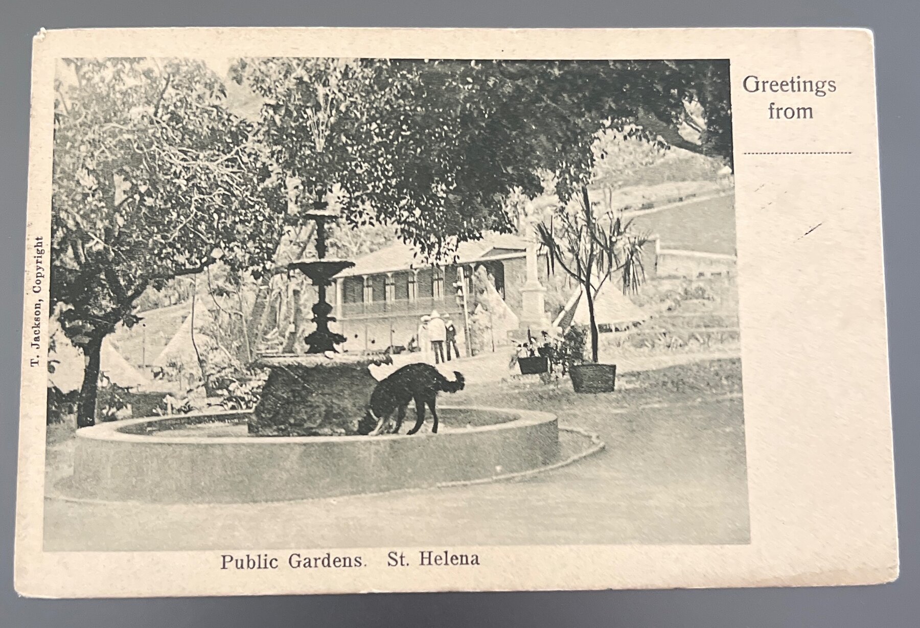 Postcard c1903 St Helena Public Gardens Fountain Dog UPU Stamp EDVII Used