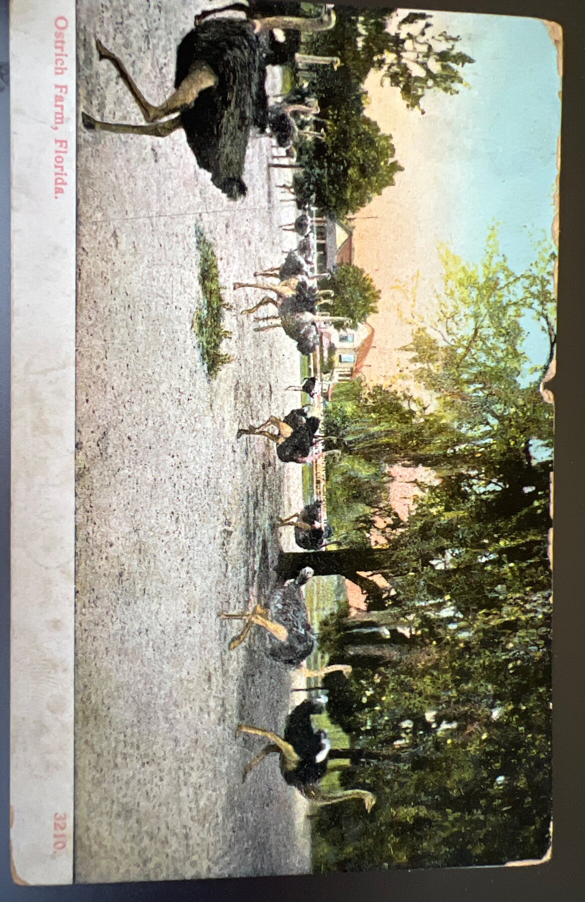 Ostrich Farm Florida Bosselman Postcard 1910
