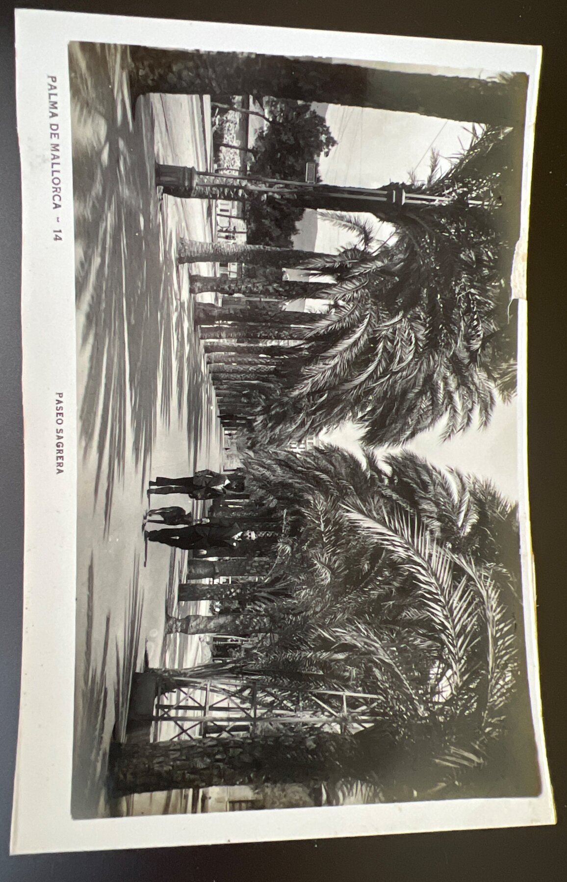 Palma de Mallorca Paseo Sagrera Palm Promenade Spain Postcard 1930s