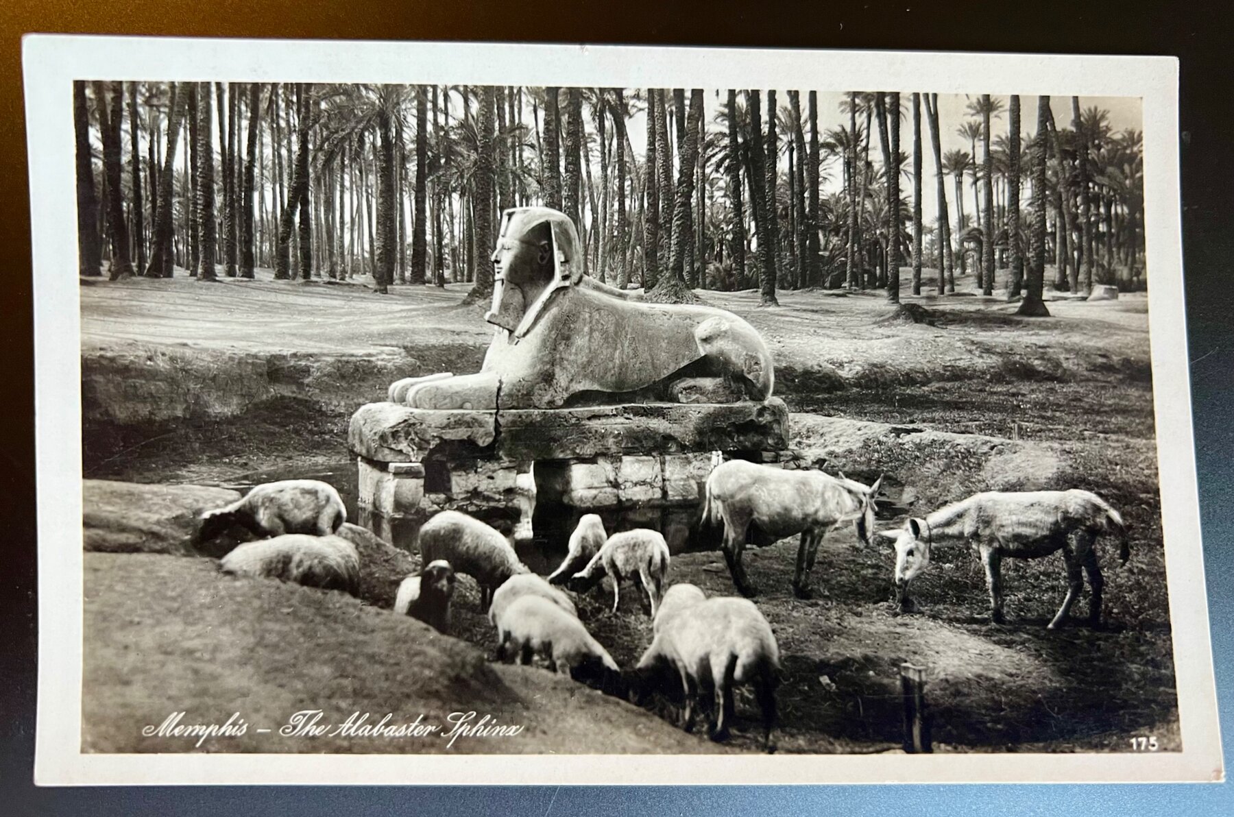 Memphis Egypt Alabaster Sphinx Palm Grove Lehnert Landrock Postcard c1925