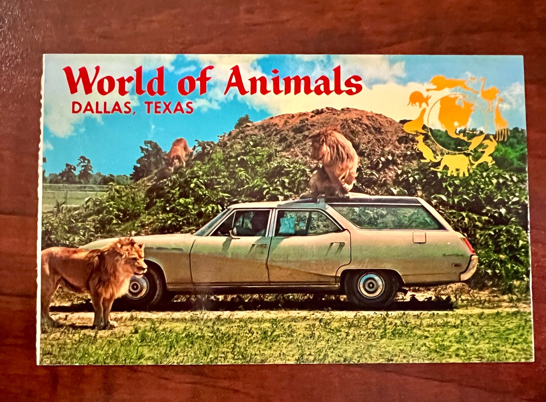 World of Animals Dallas Texas Lions Safari Drive-Thru Postcard 1969