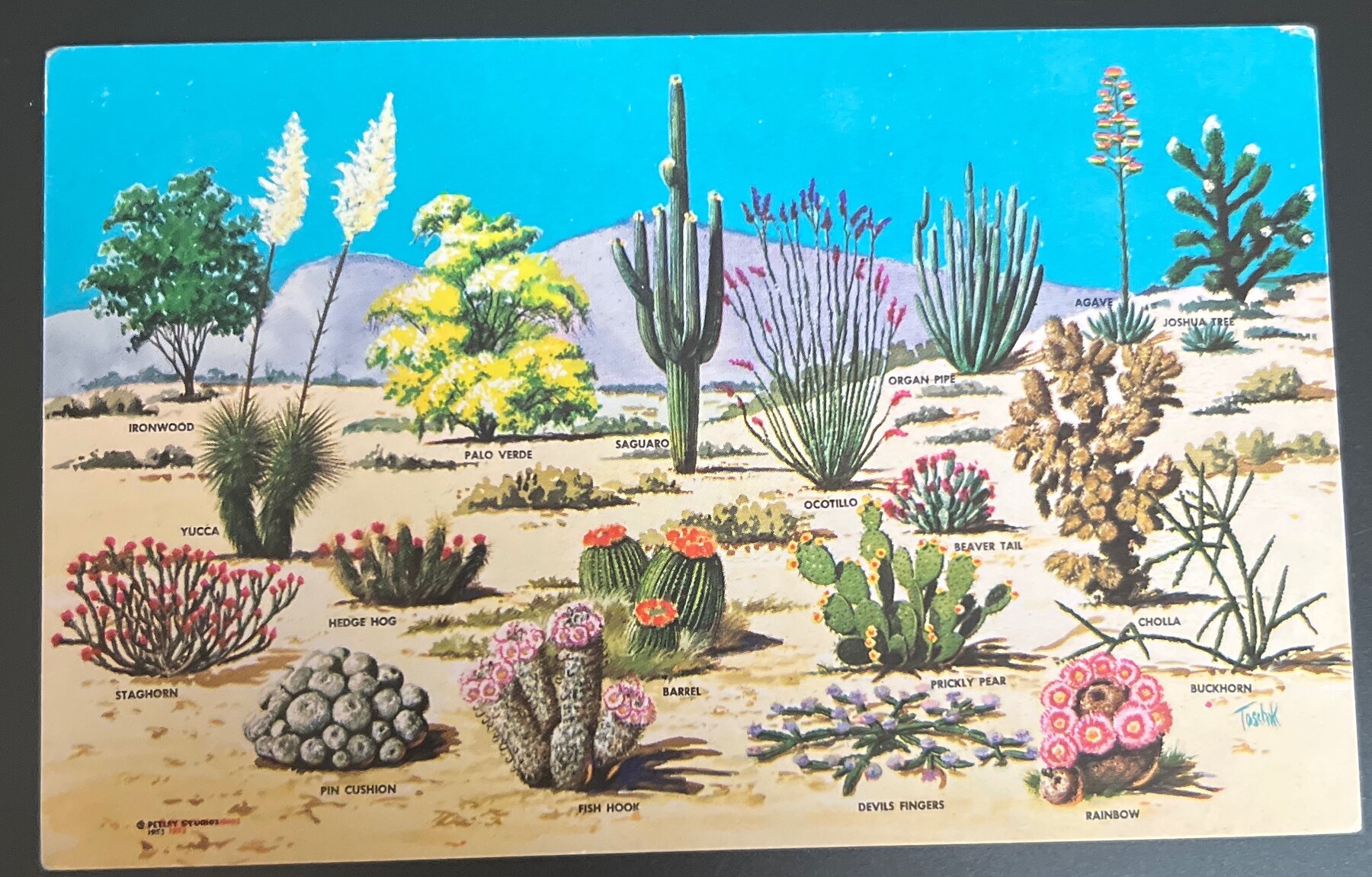 Postcard 1960s Chrome Cacti Desert Flora Great Southwest Arizona Bob Petley