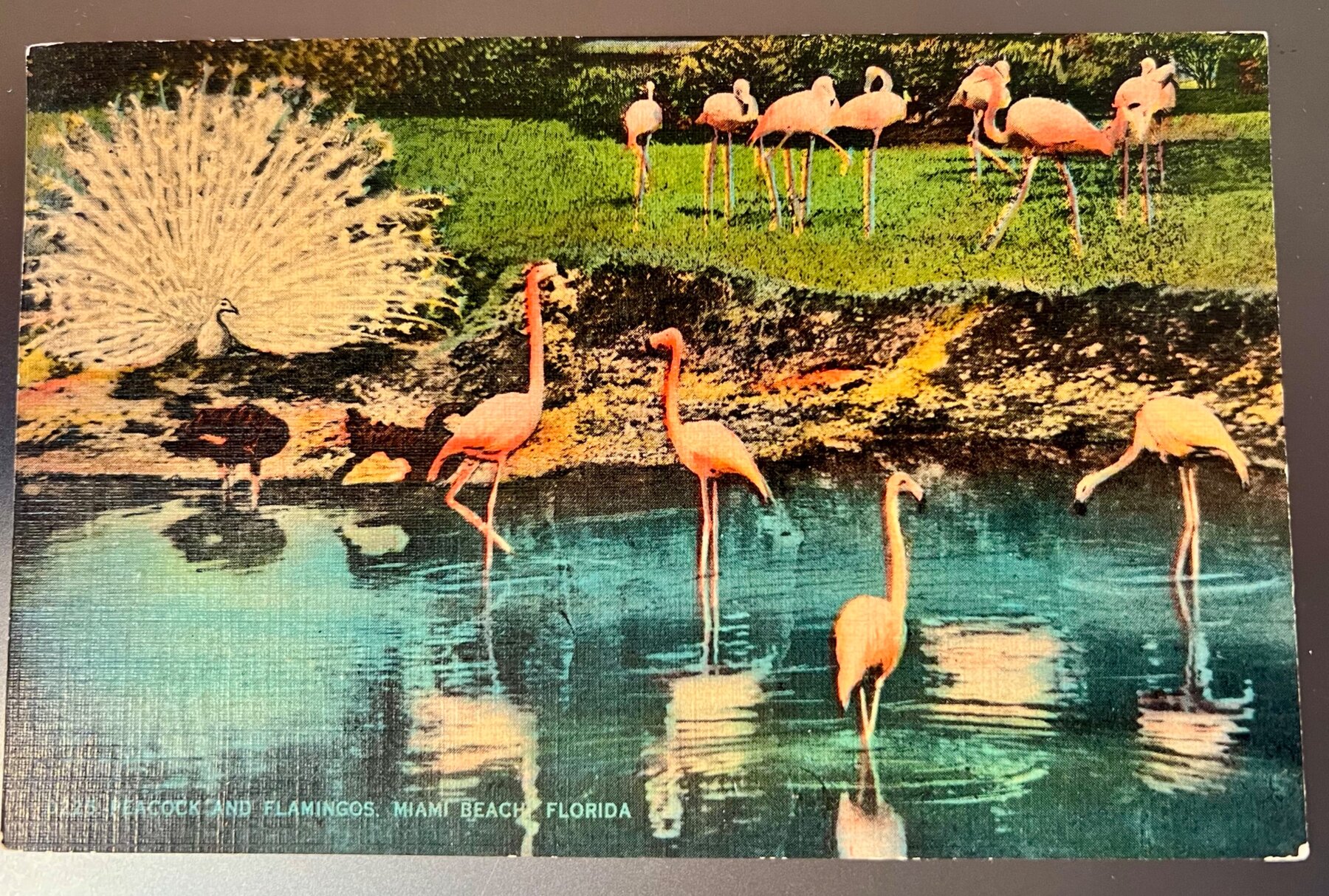 Flamingos and Peacock Miami Beach Florida Linen Postcard 1941