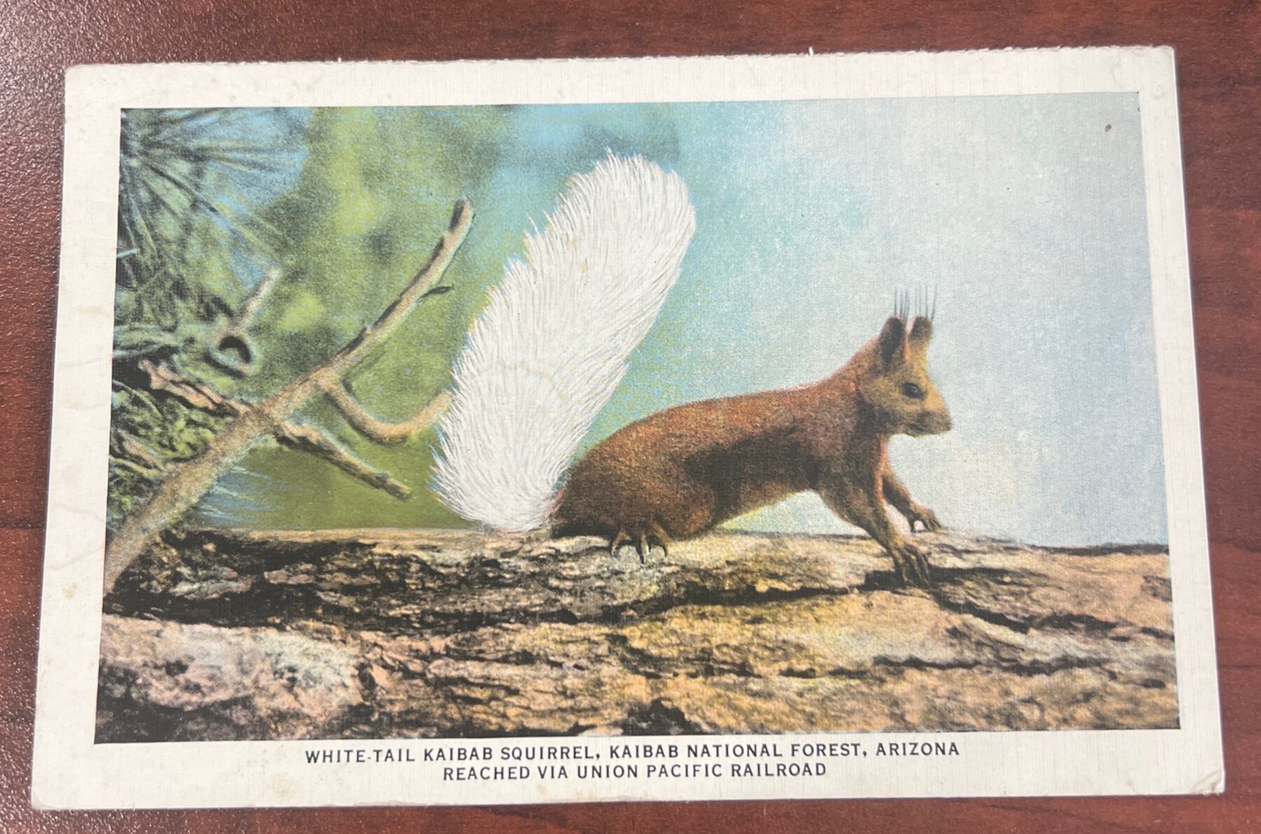 White Tail Kaibab Squirrel Kaibab National Forest Union Pacific Railroad Postcard 1938