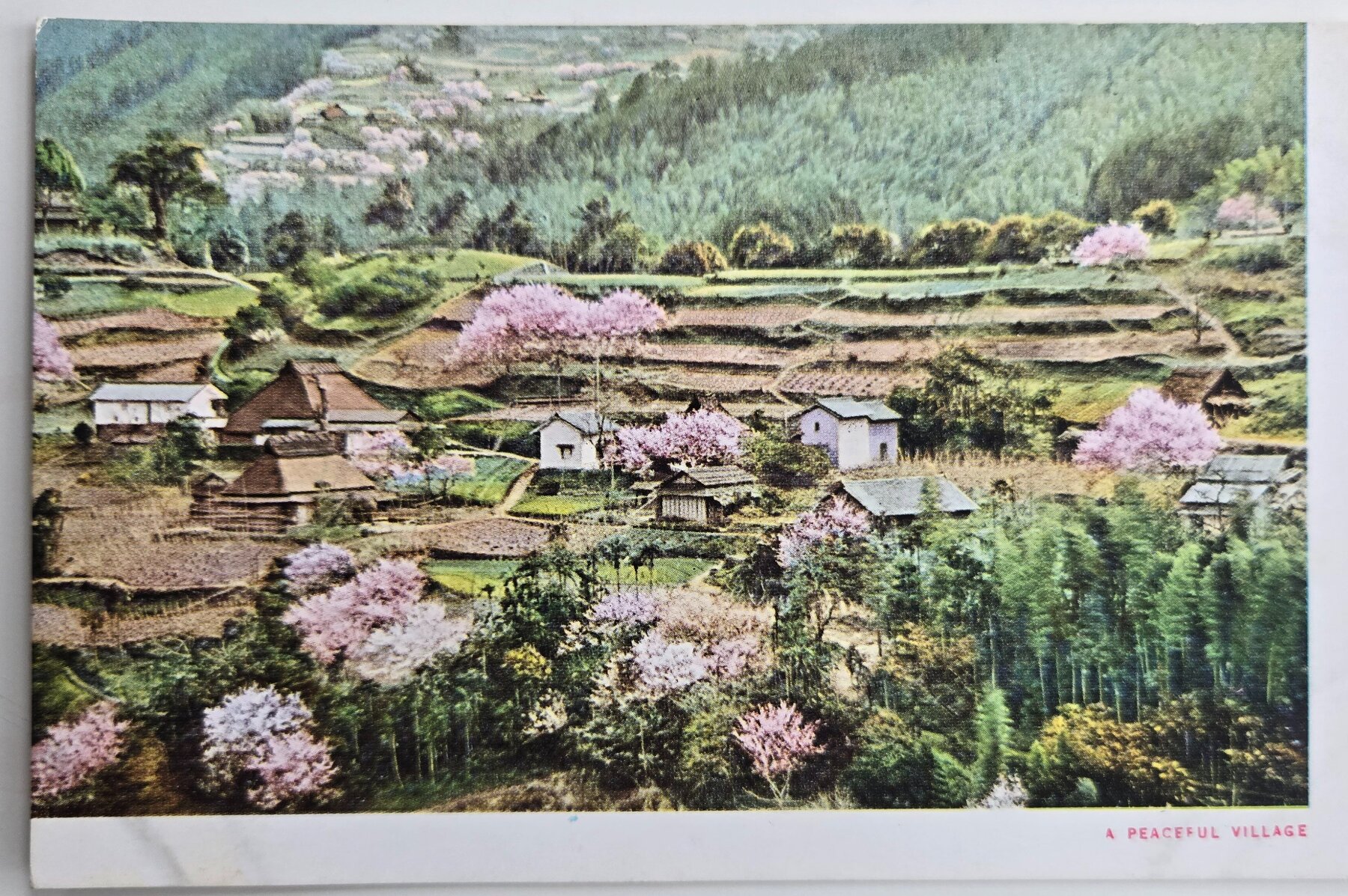 Peaceful Village Cherry Blossom Japan Government Railways Postcard 1930