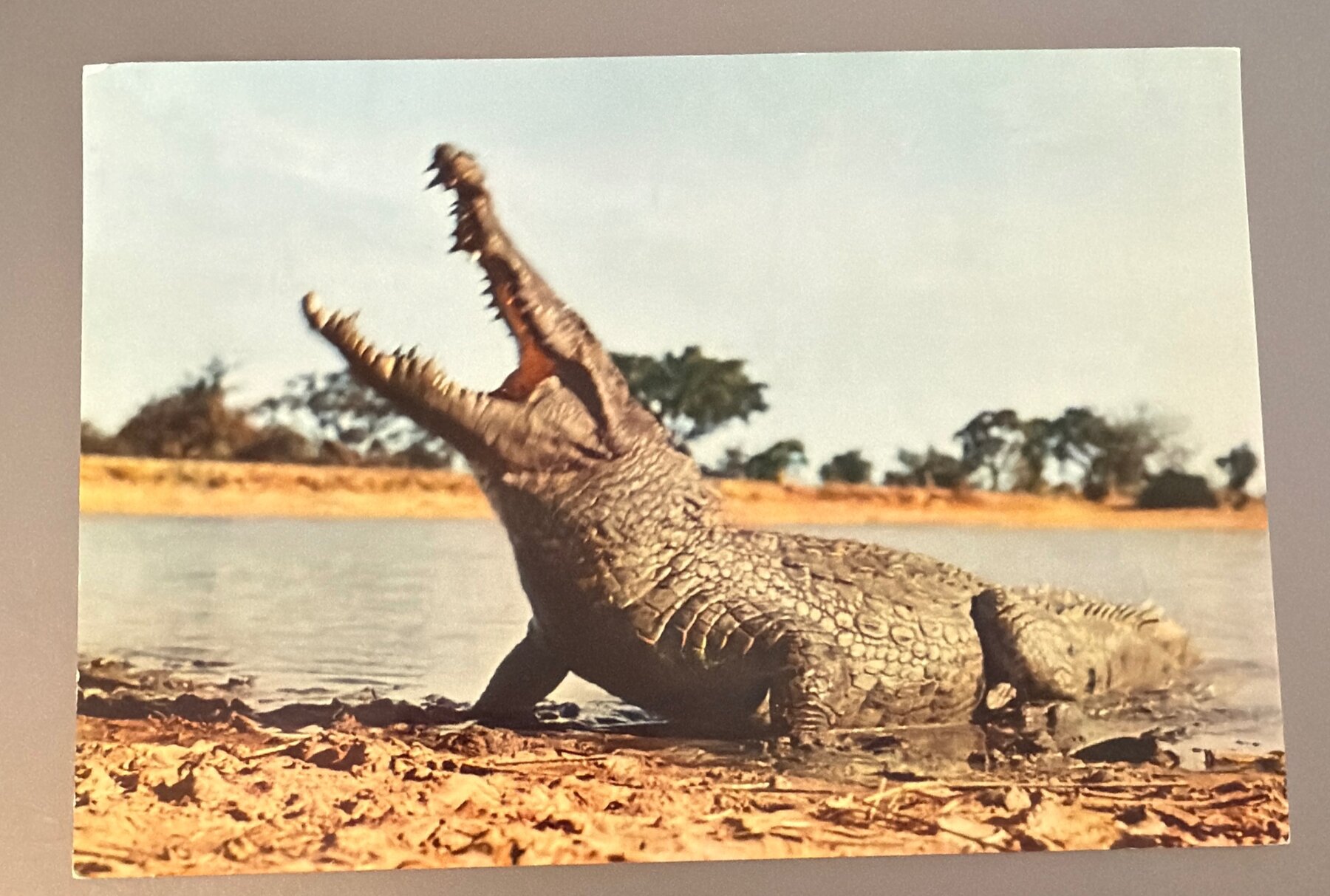 Postcard African Fauna Crocodile Jaws Open Riverbank Chrome Editions HOA-QUI