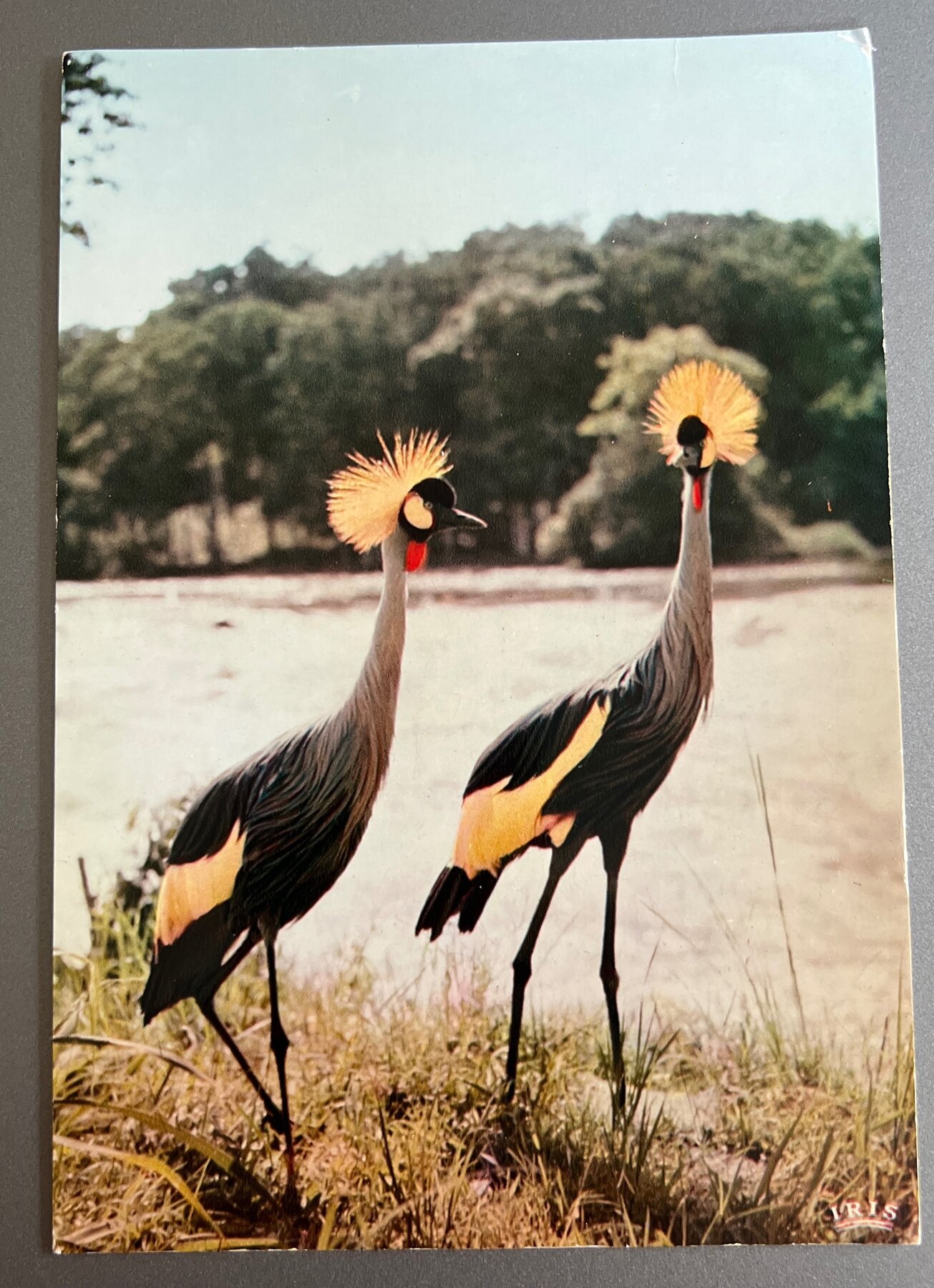 Postcard 1960s Africa Crowned Cranes Faune Africaine Chrome HOA-QUI Unused