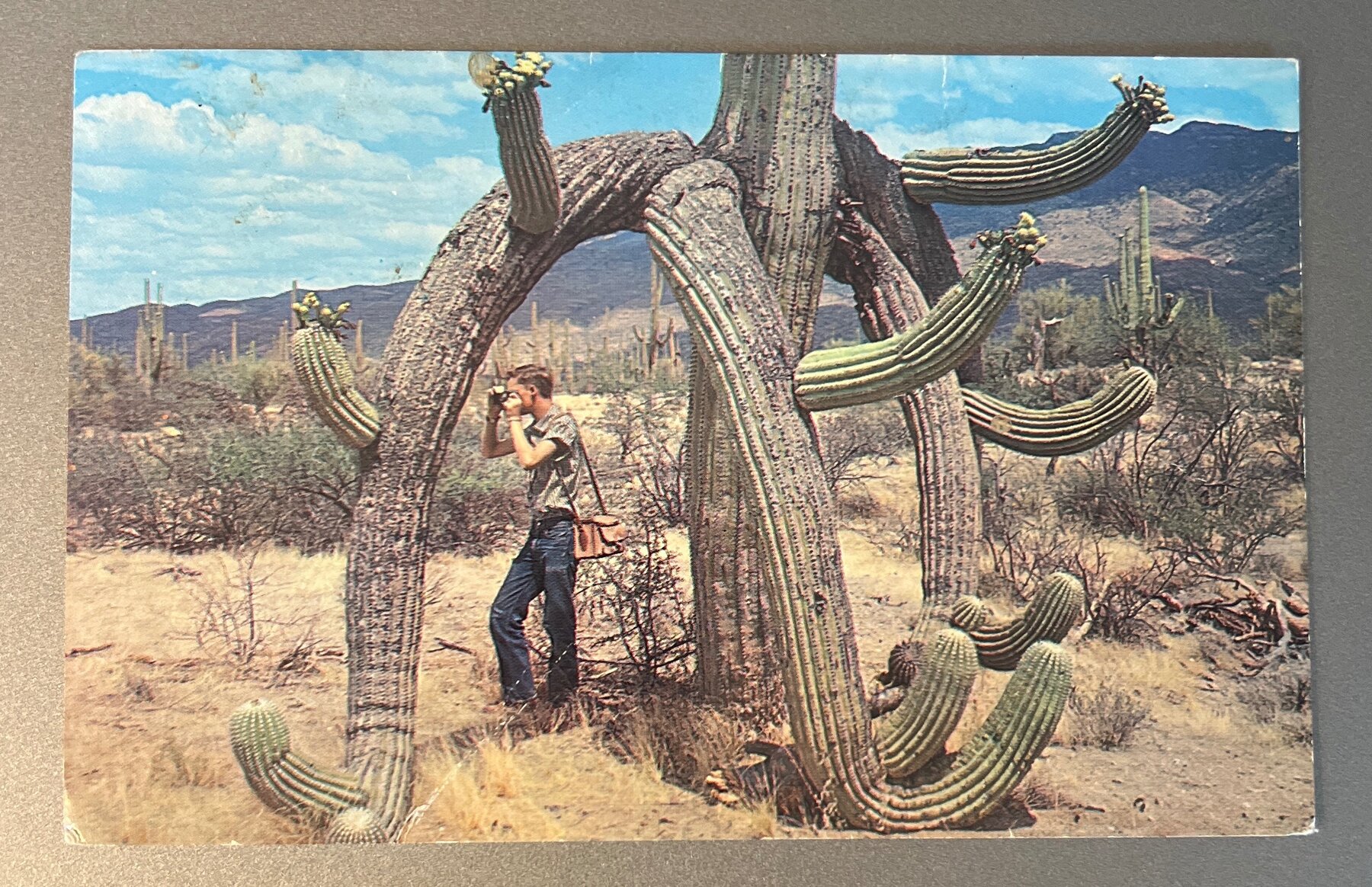 Postcard Chrome Saguaro Cactus Arizona Desert Tucson Petley Studios Plastichrome