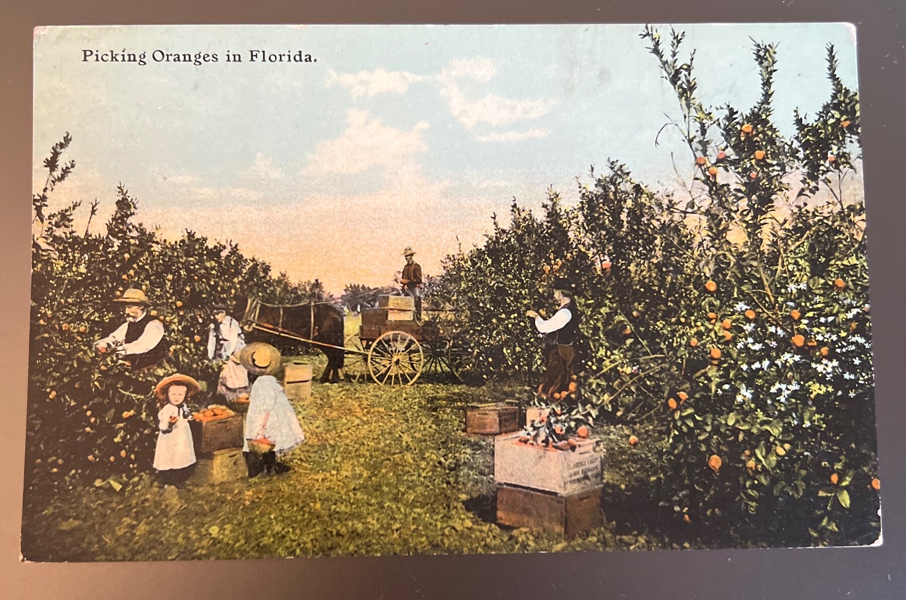 Postcard 1910s Picking Oranges Florida Palm Beach Land Promo Bryant Greenwood