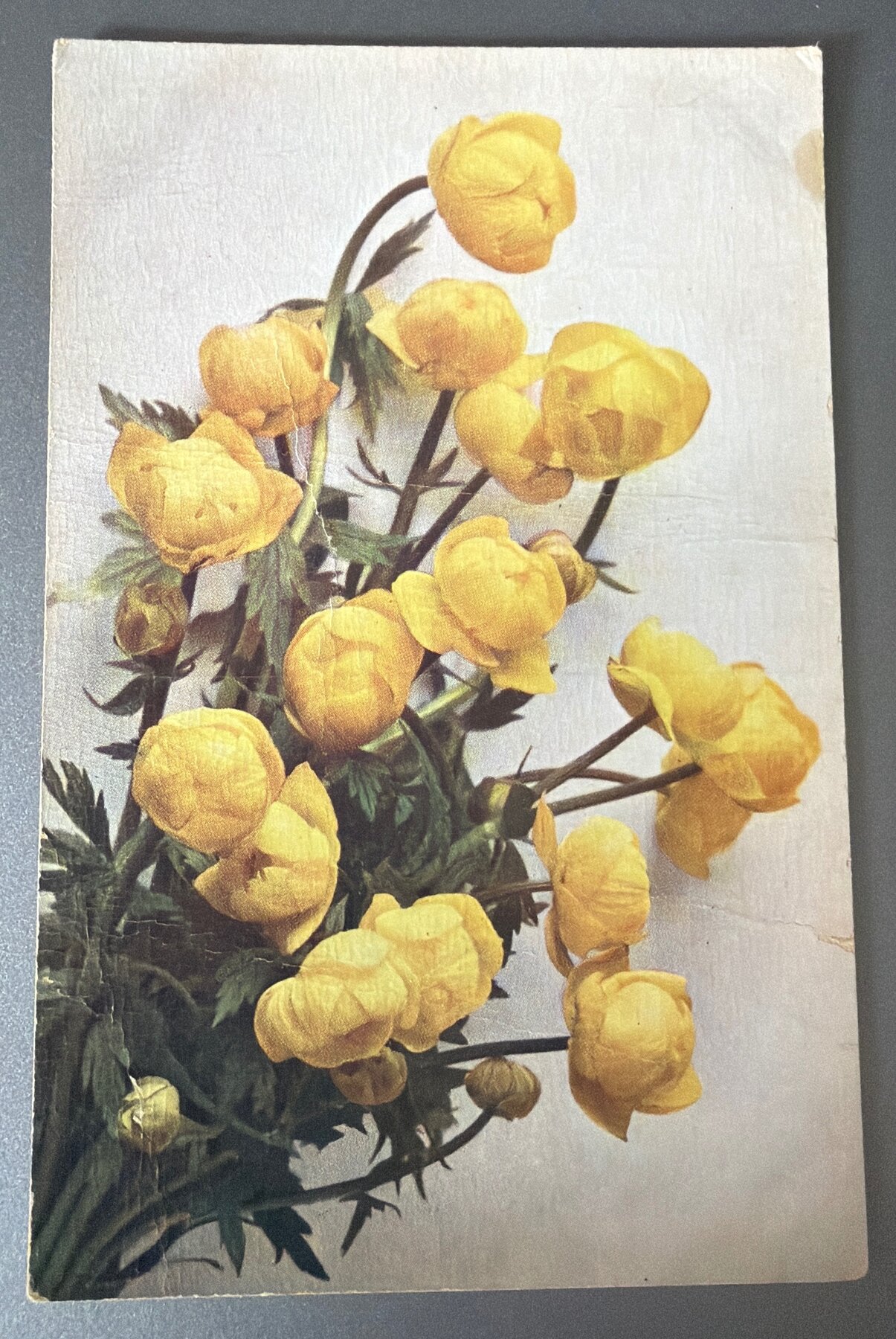 Postcard c.1910 Germany Trollius Globeflower Flora Series Pre-Linen Unused