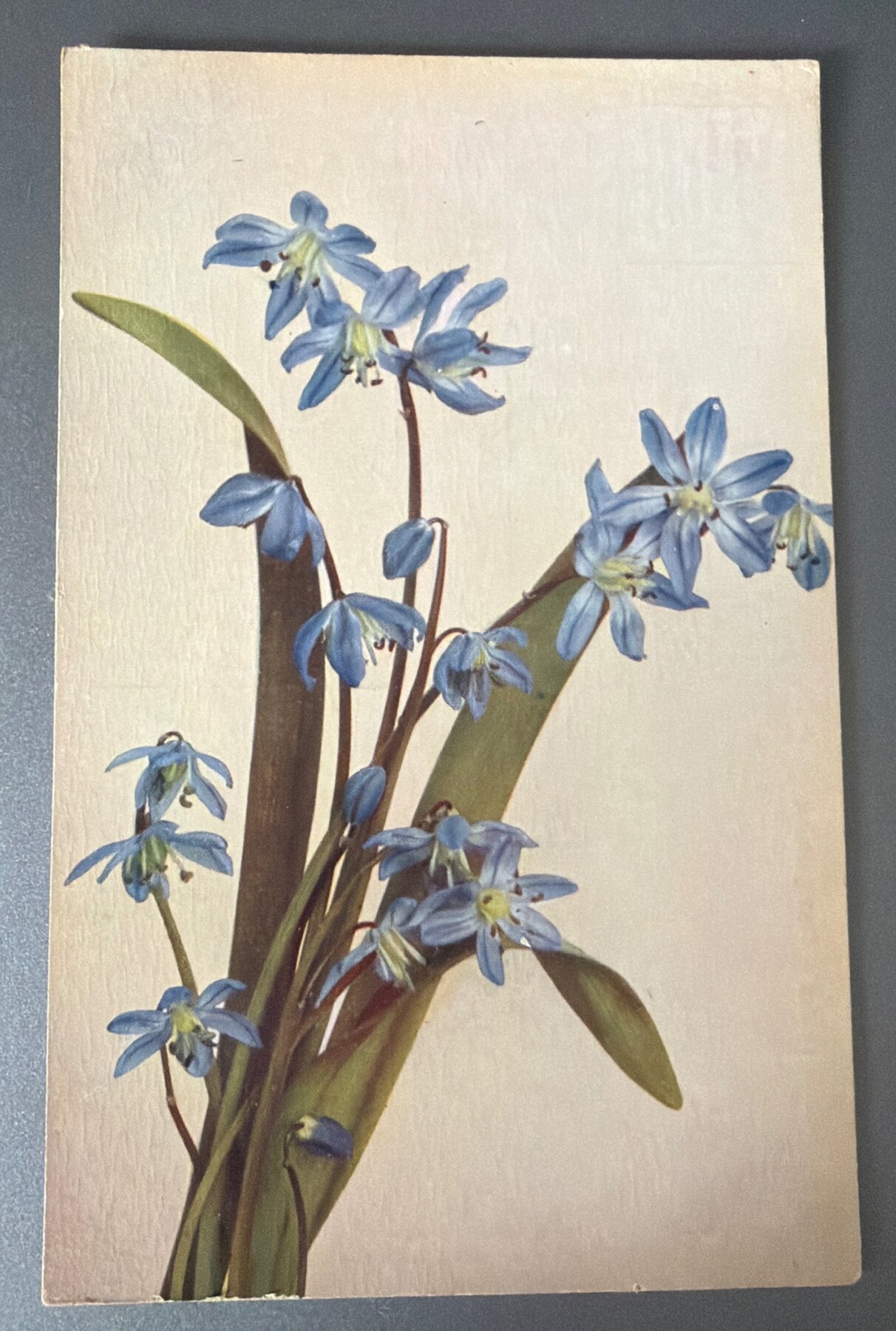 Postcard 1900s Flora Series Scilla sibirica Siberian Squill Römmler Jonas
