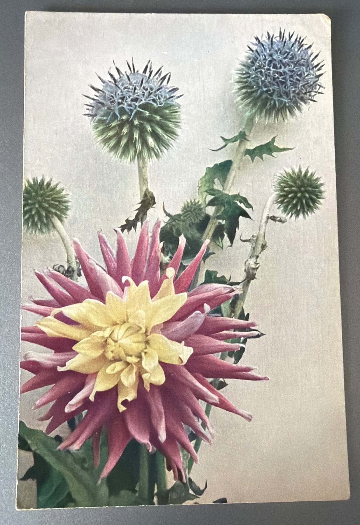 Postcard 1900s Flora Series Globe Thistle Cactus Dahlia Römmler Jonas