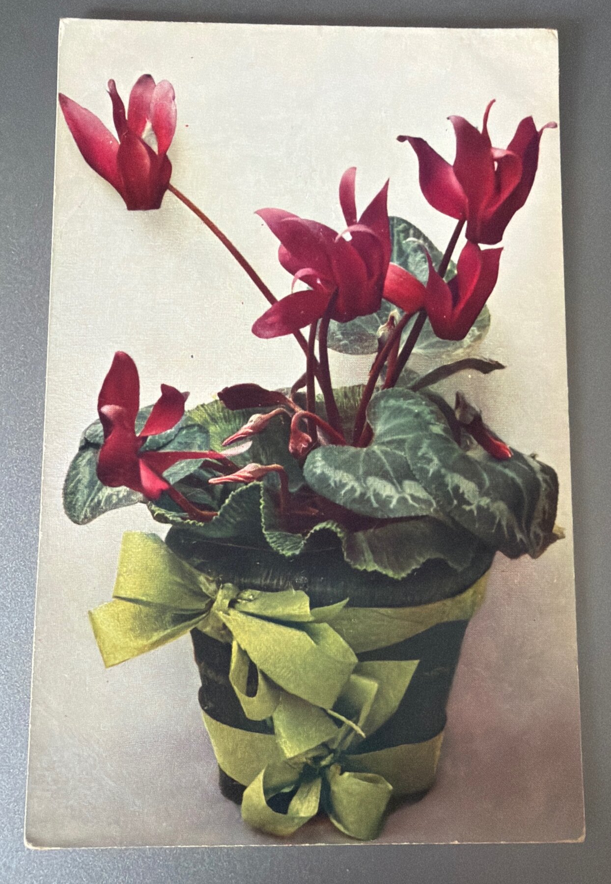 Postcard 1910s Cyclamen Persicum Persian Violet Potted Plant Flora Germany