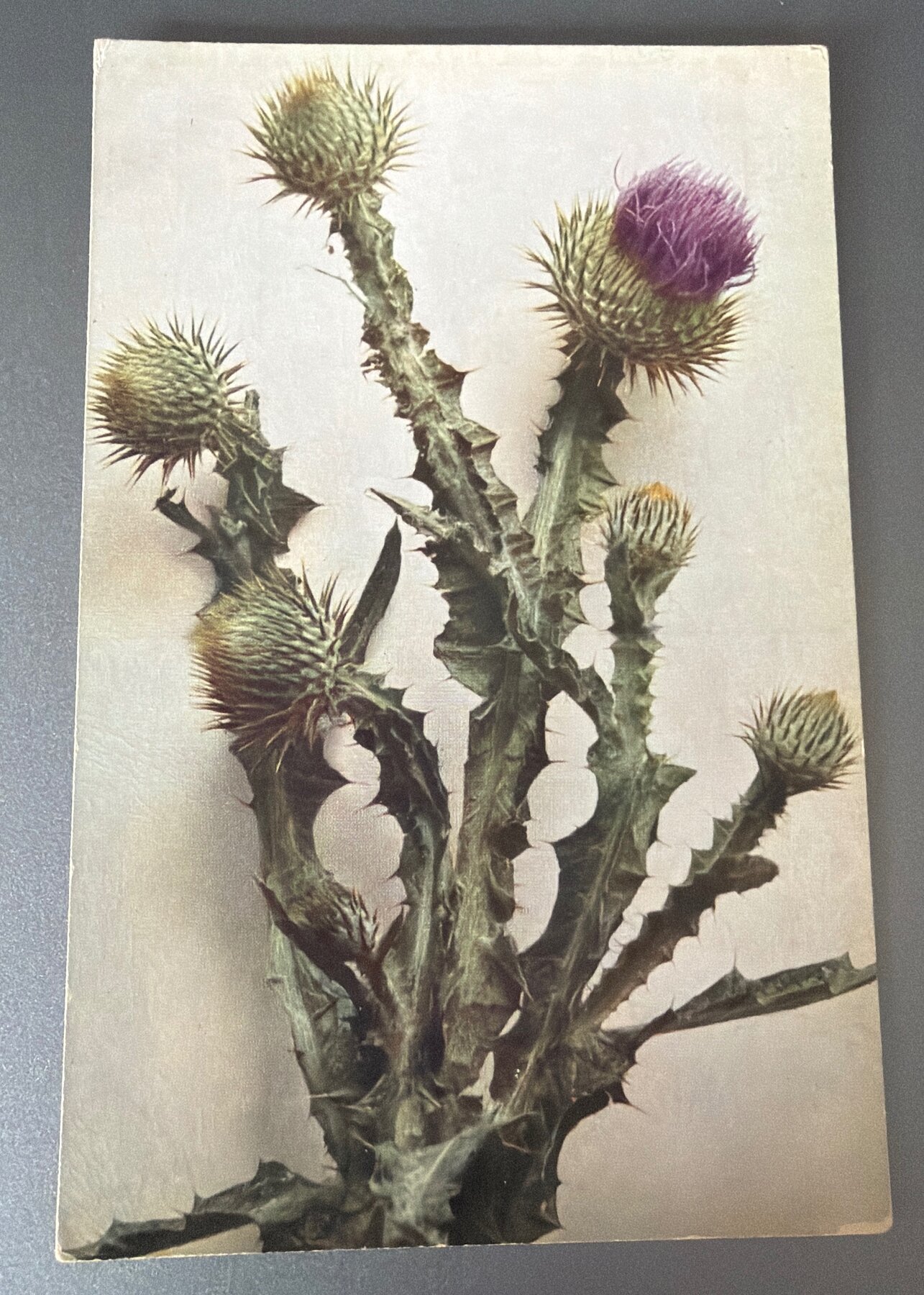Postcard 1910s Scotch Thistle Onopordon Acanthium Flora Series Rommler Jonas Dresden