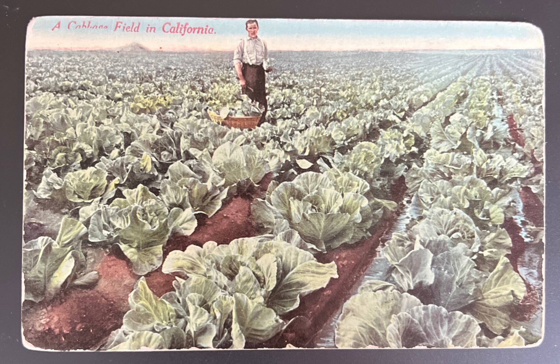 Postcard c1908-15 California Cabbage Field Farm Worker Agricultural Unused