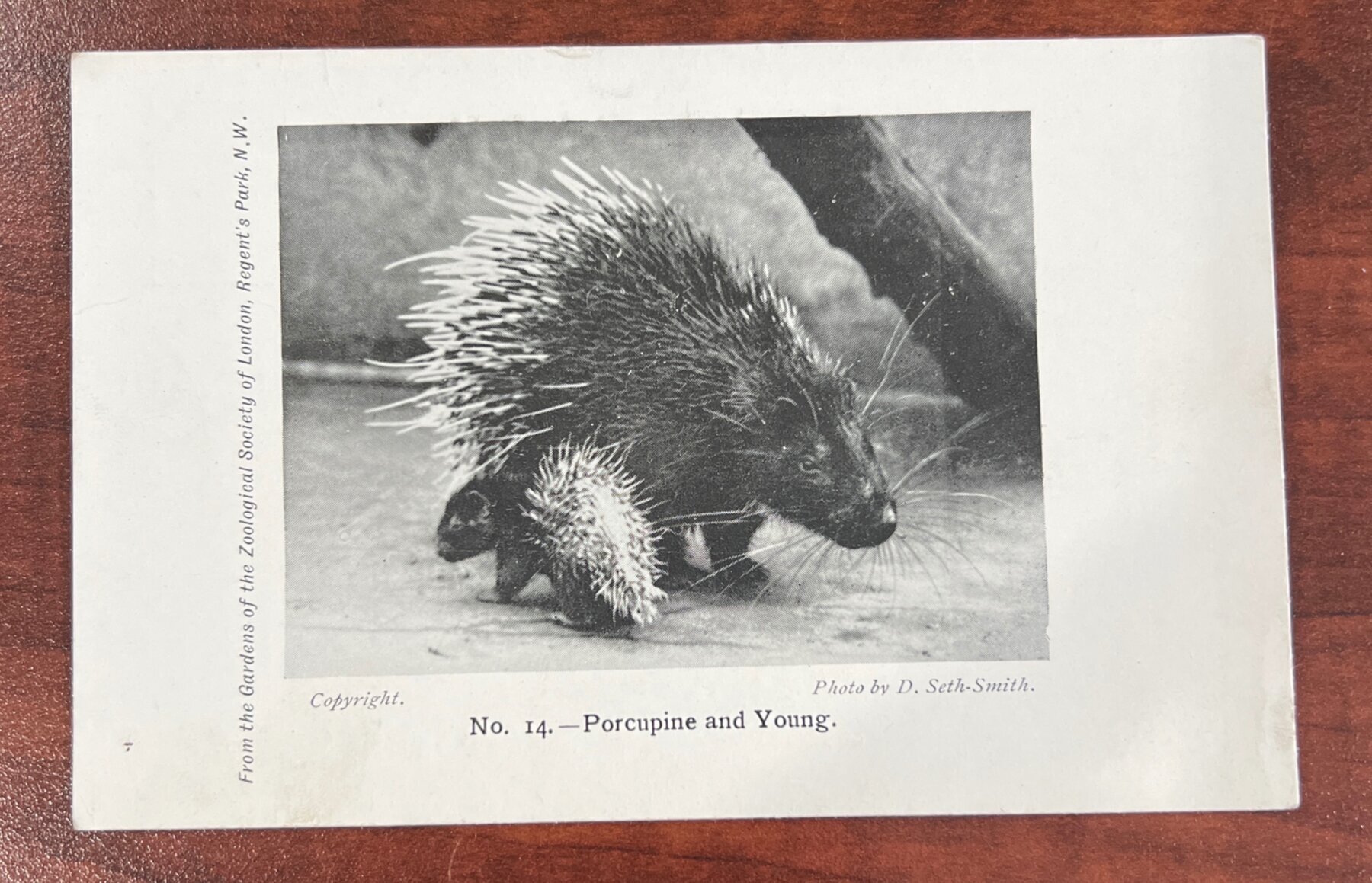London Zoo Porcupine and Young Zoological Society Regent Park Postcard c1902