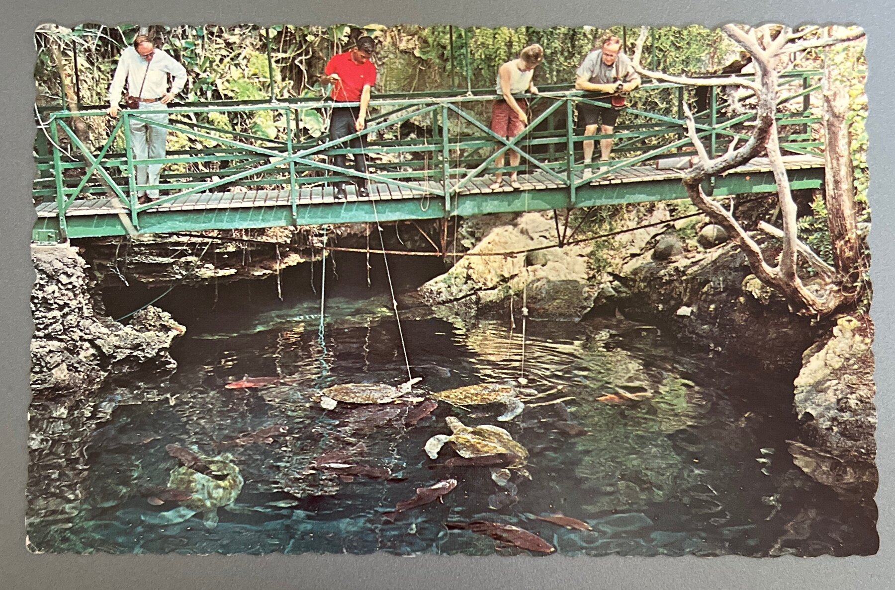 Postcard 1964 Devil's Hole Natural Aquarium Bermuda Chrome Turtles Fish