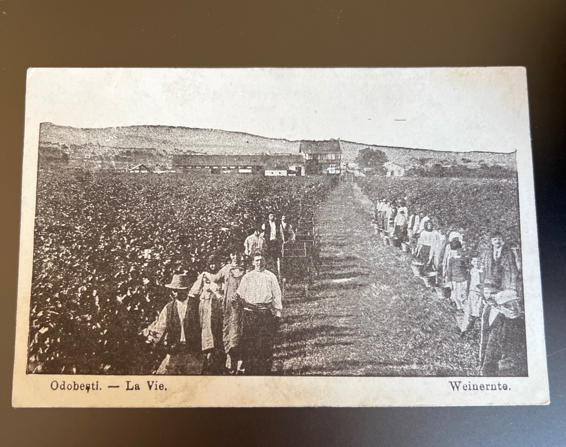 Odobesti Romania Vineyard Harvest WWI Feldpost Postcard 1917