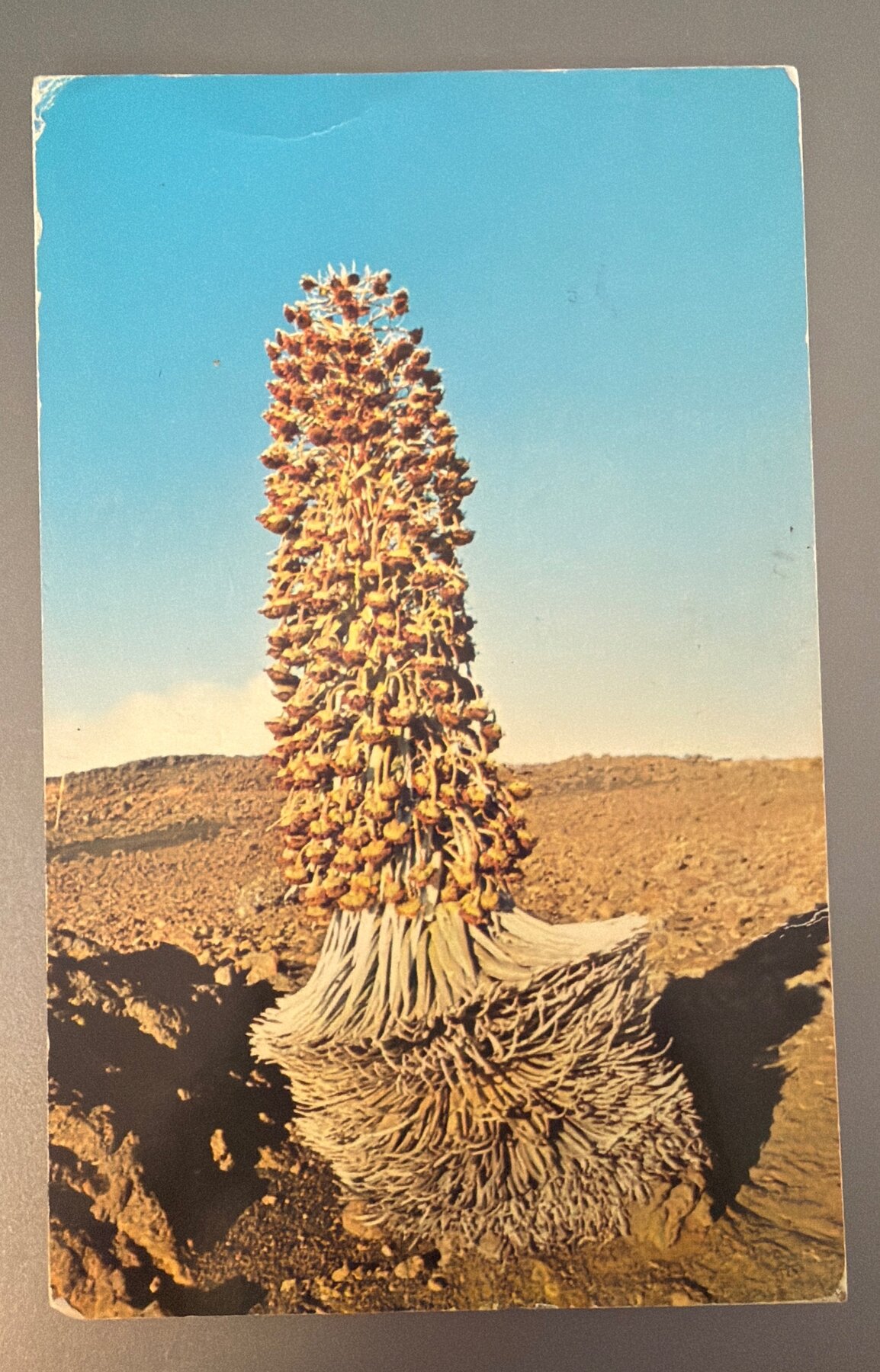 Postcard Blossoming Silversword Maui Hawaii 1967 Posted FDR 6c Stamp Chrome
