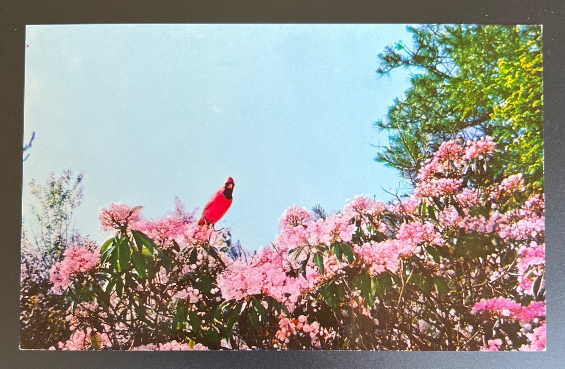 Cardinal on Virginia Mountain Laurel Nature Postcard c1960