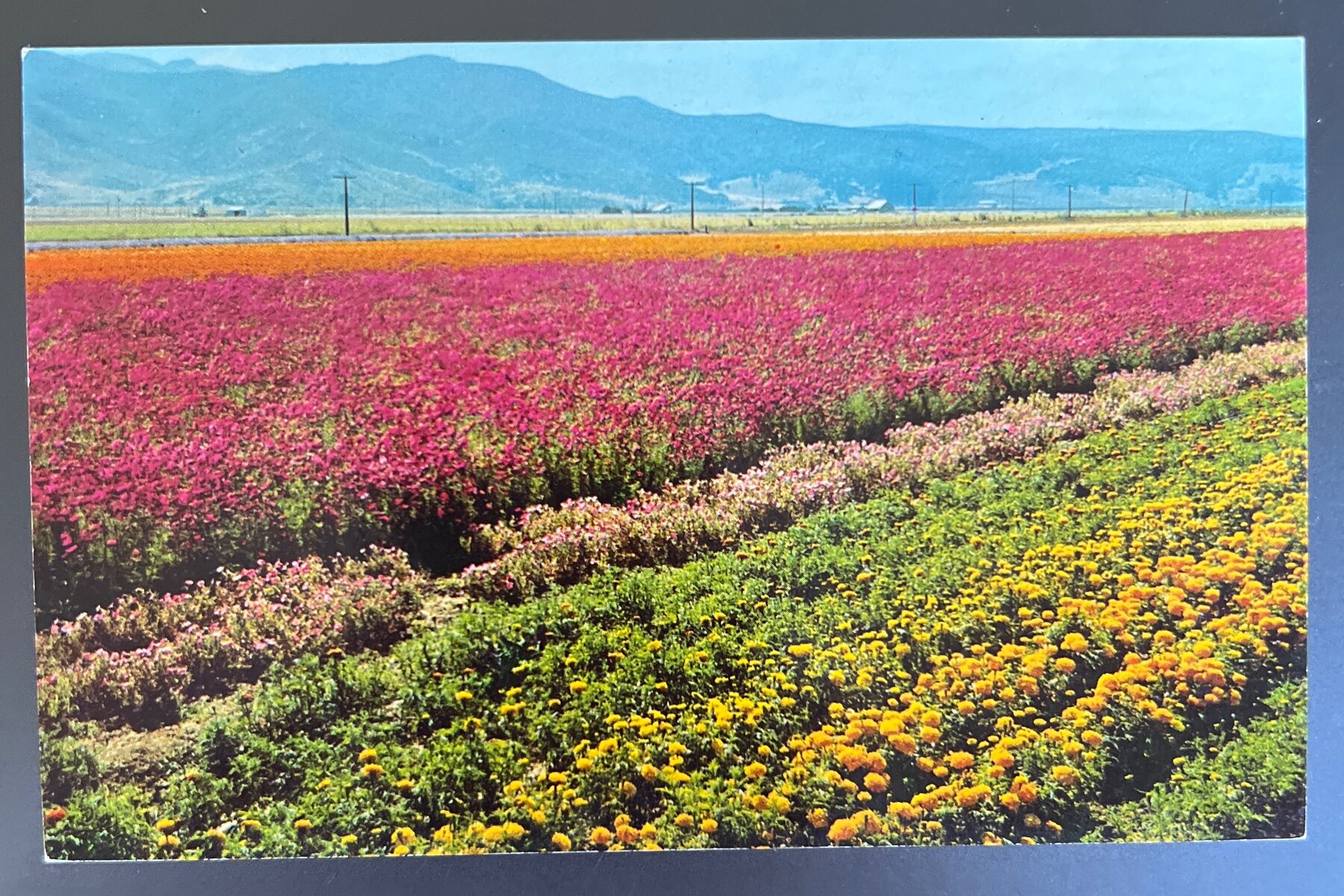 Santa Paula California Cultured Flower Fields Ventura County Postcard 1950s