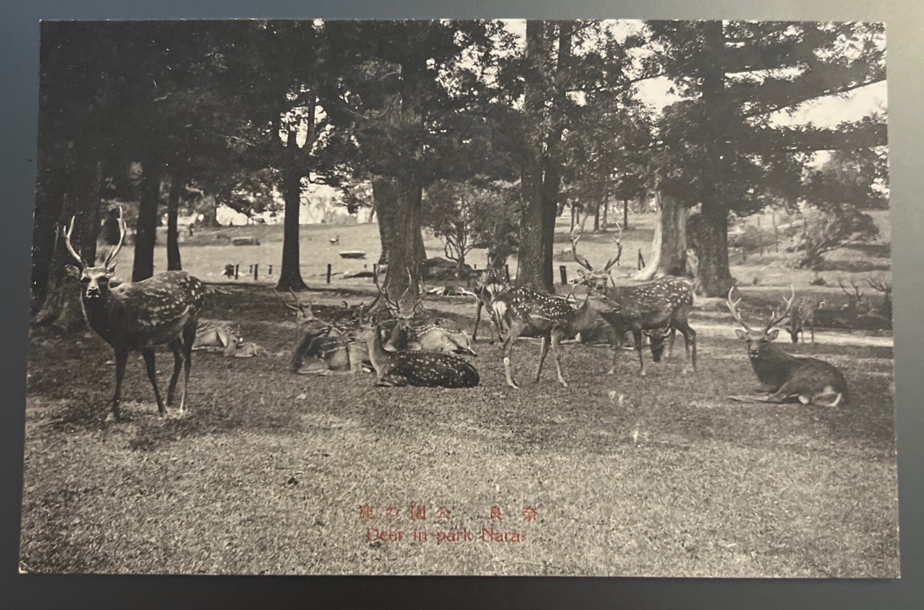 Postcard 1910s Deer in Park Nara Japan Sika Deer Carte Postale Pre-Linen
