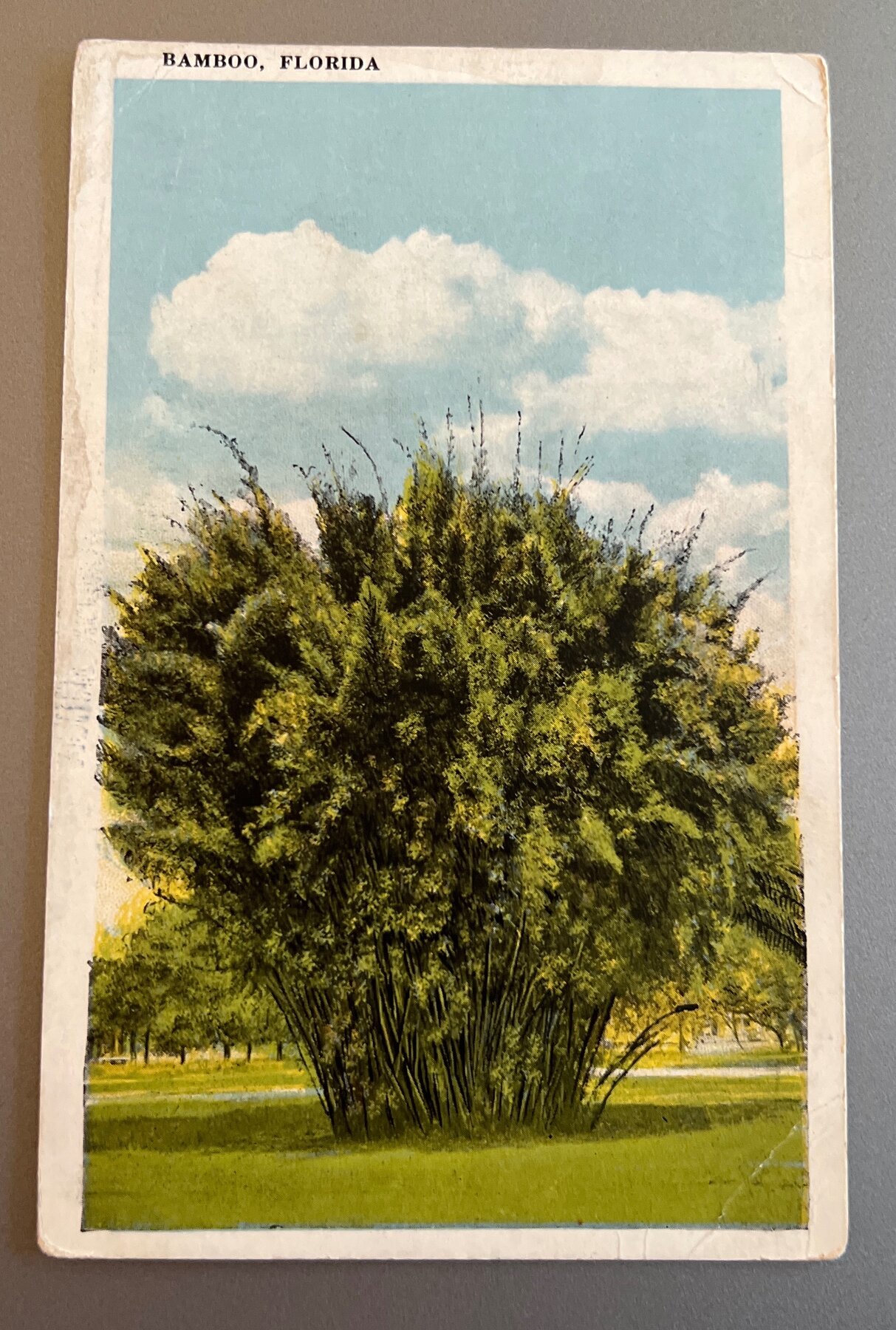 Postcard 1920s Bamboo Florida Linen Botanical Jax News Co Jacksonville
