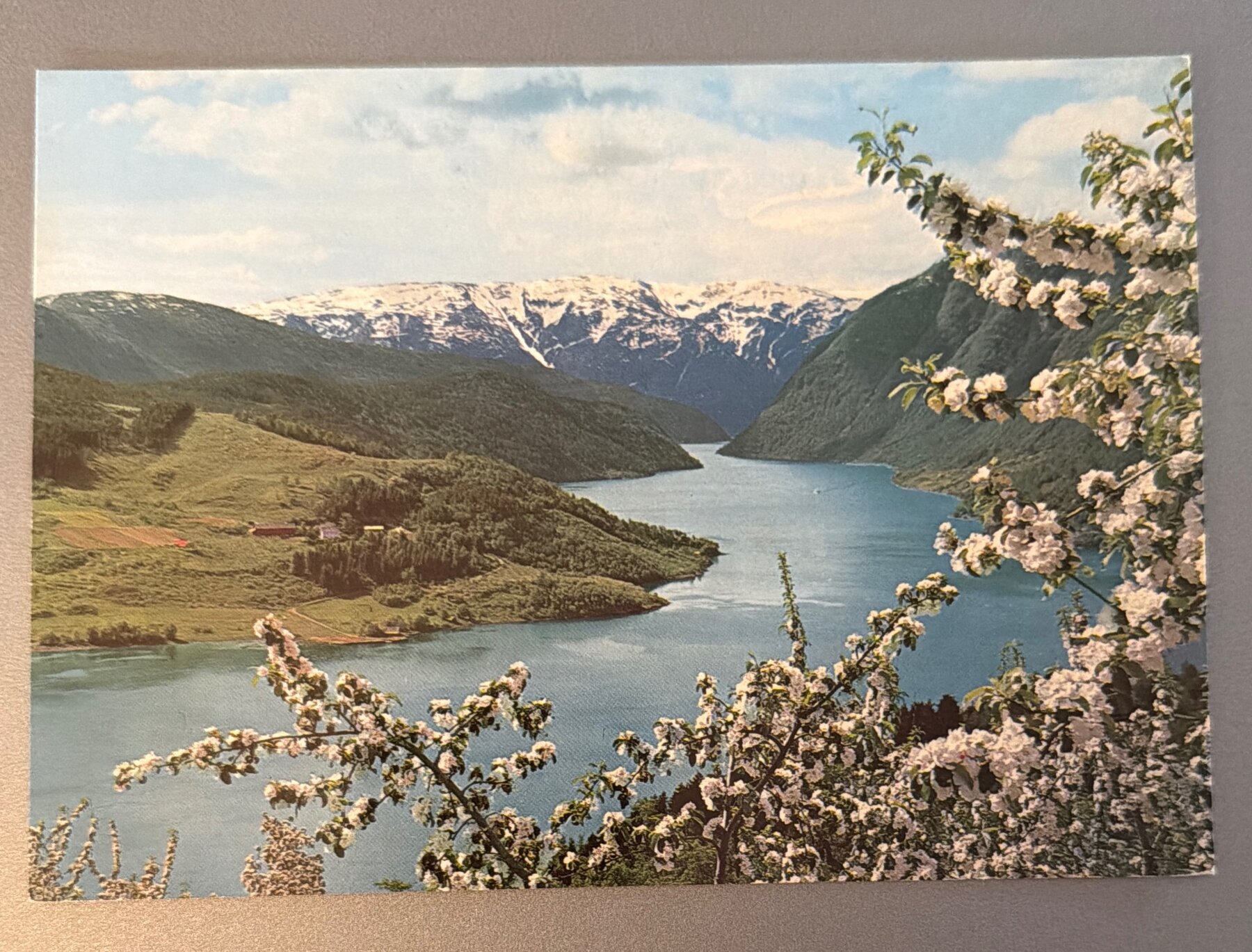 Postcard Ulvik Fjord Hardanger Norway Spring Blossoms Chrome Aune c1960s